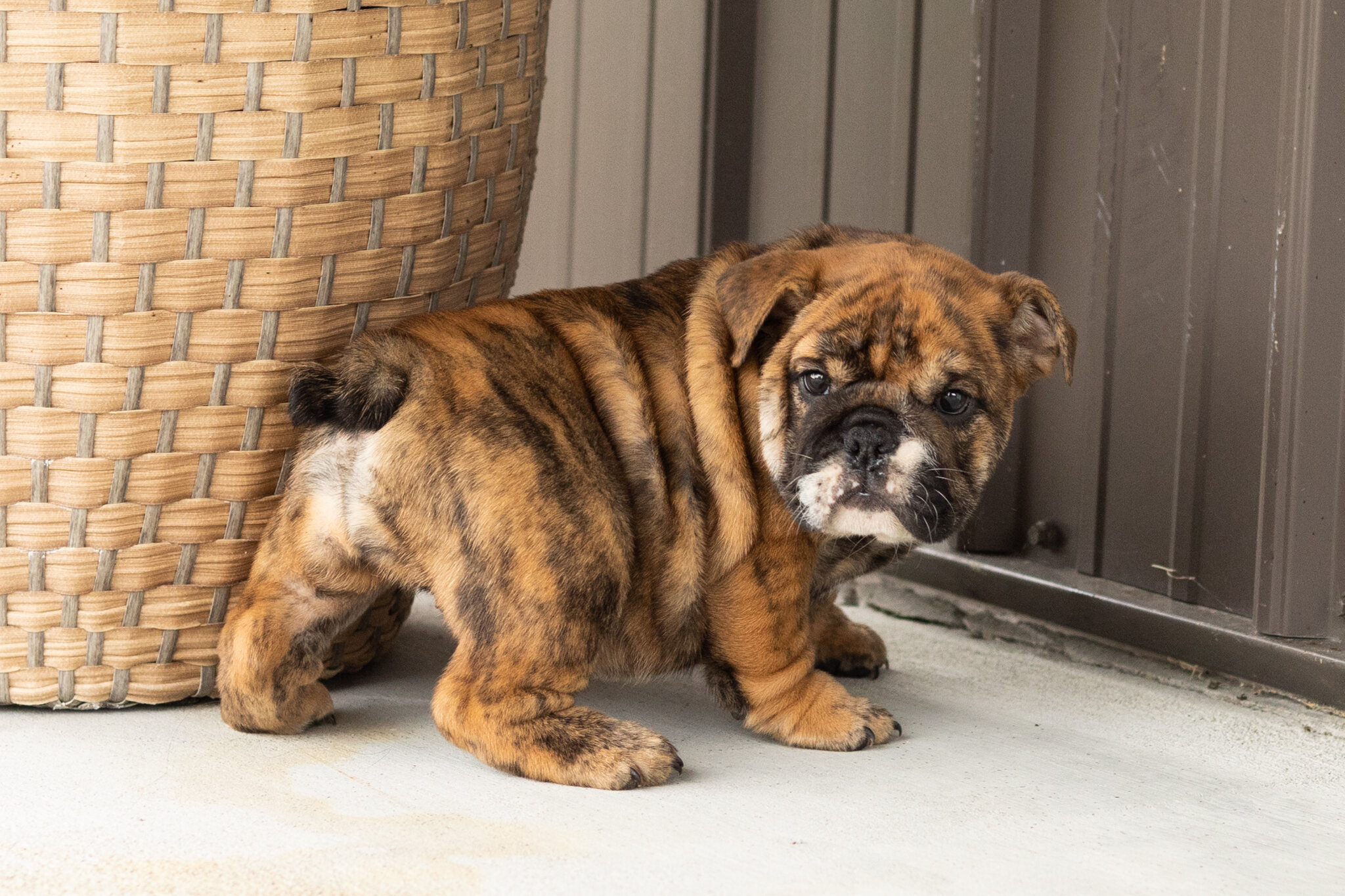 AKC English bulldog female pup in Indiana (Bella) image 1