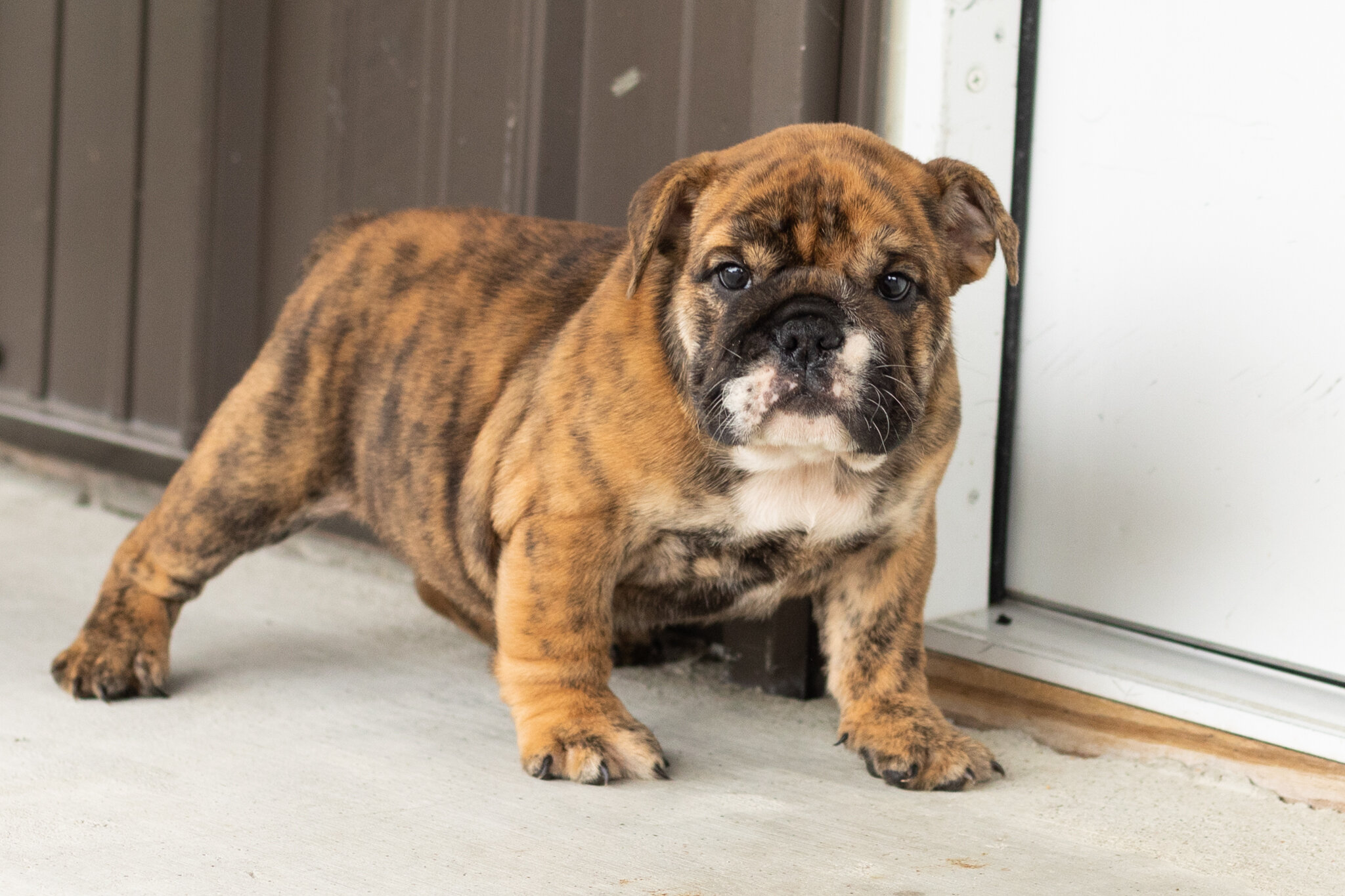AKC English bulldog female pup in Indiana (Bella) image 3