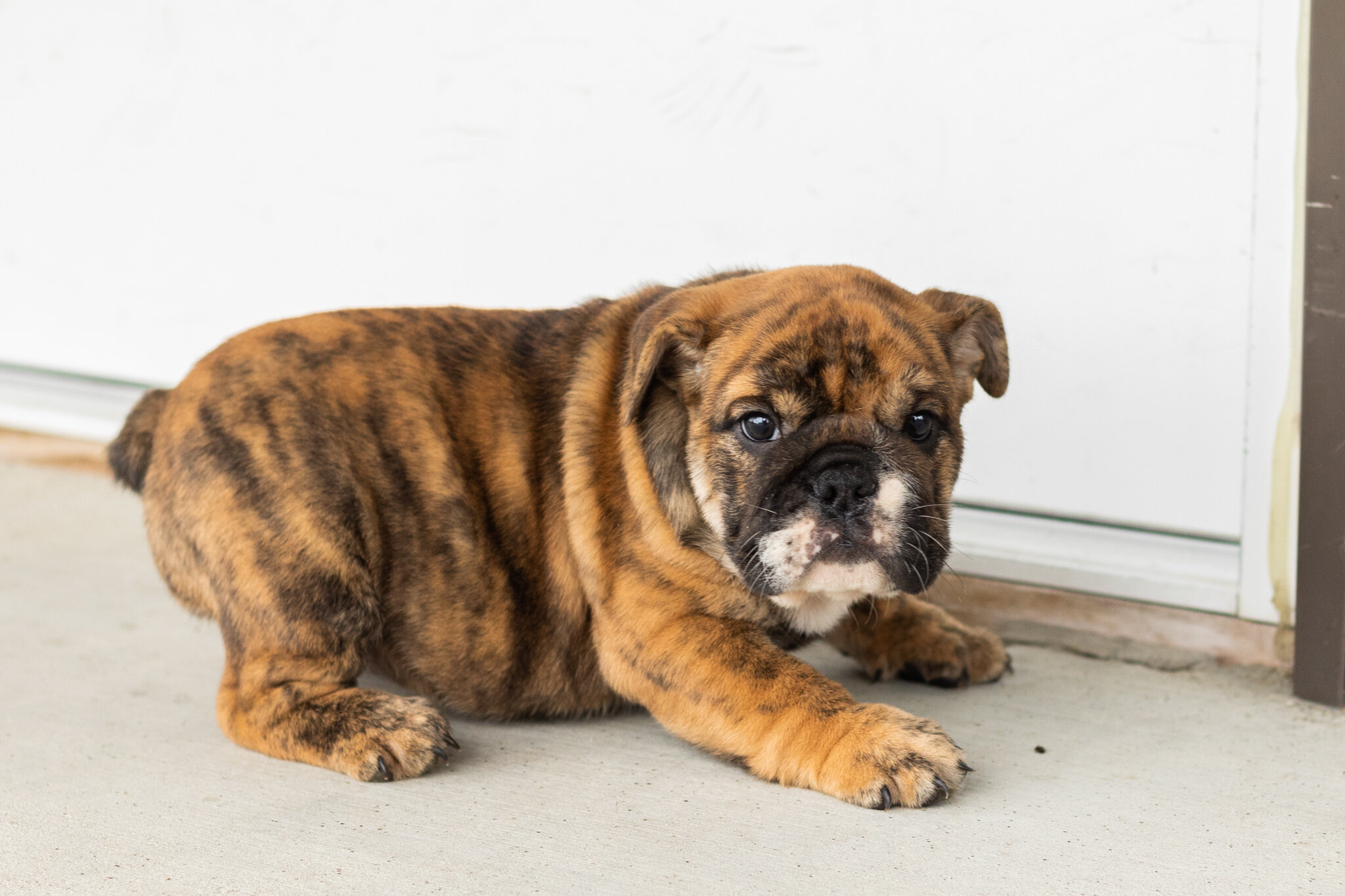 AKC English bulldog female pup in Indiana (Bella) image 4