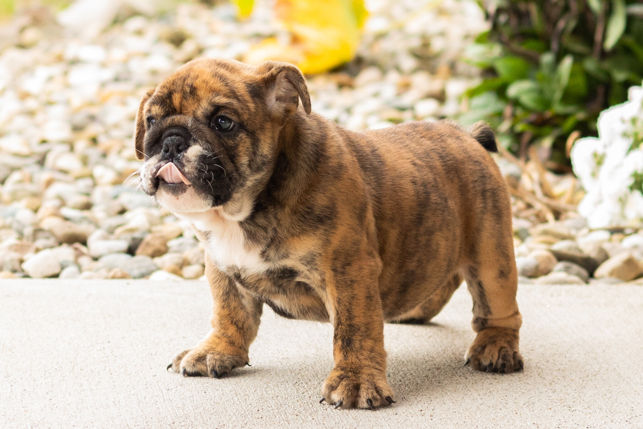 AKC English bulldog female pup in Indiana (Bella) image 6