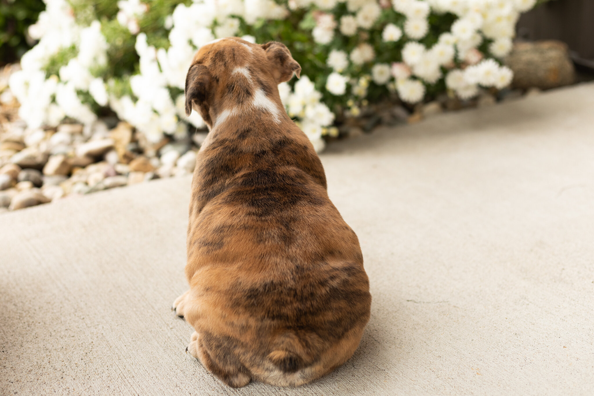 AKC english bulldog female pup in Indiana (Beauty) image 7