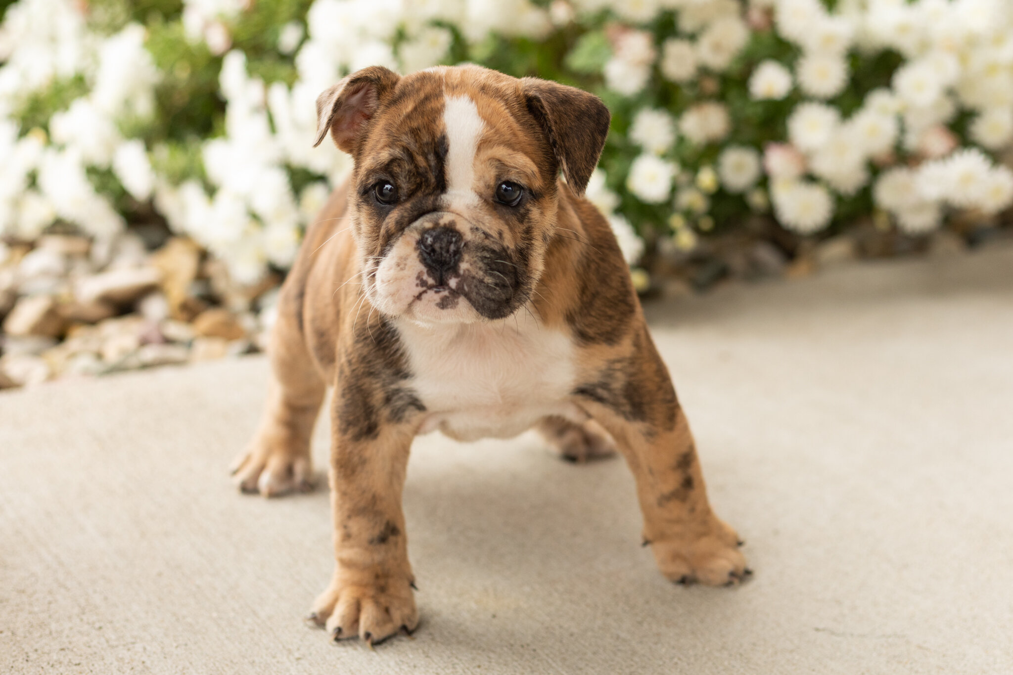 AKC english bulldog female pup in Indiana (Beauty) image 2