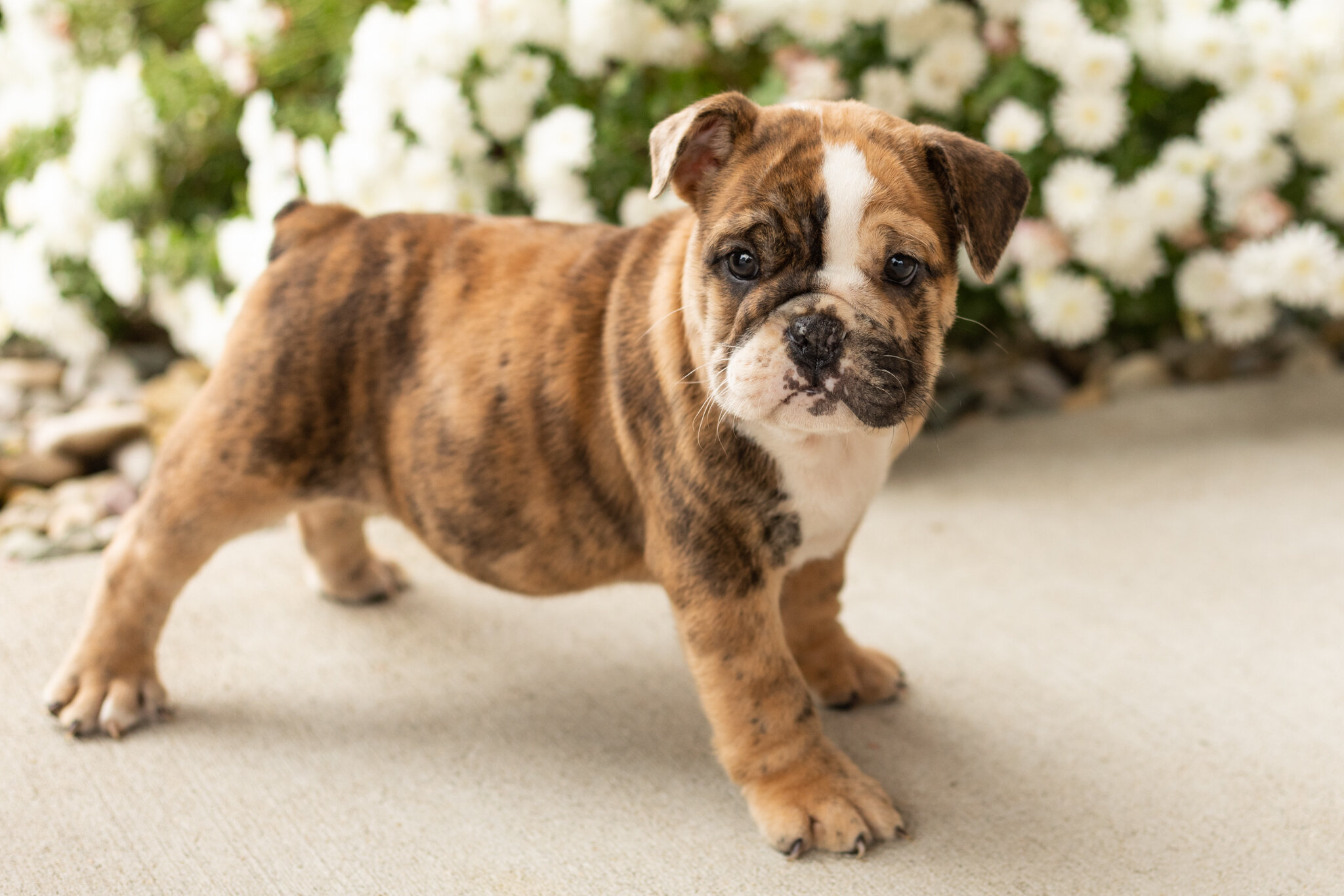 AKC english bulldog female pup in Indiana (Beauty) image 1