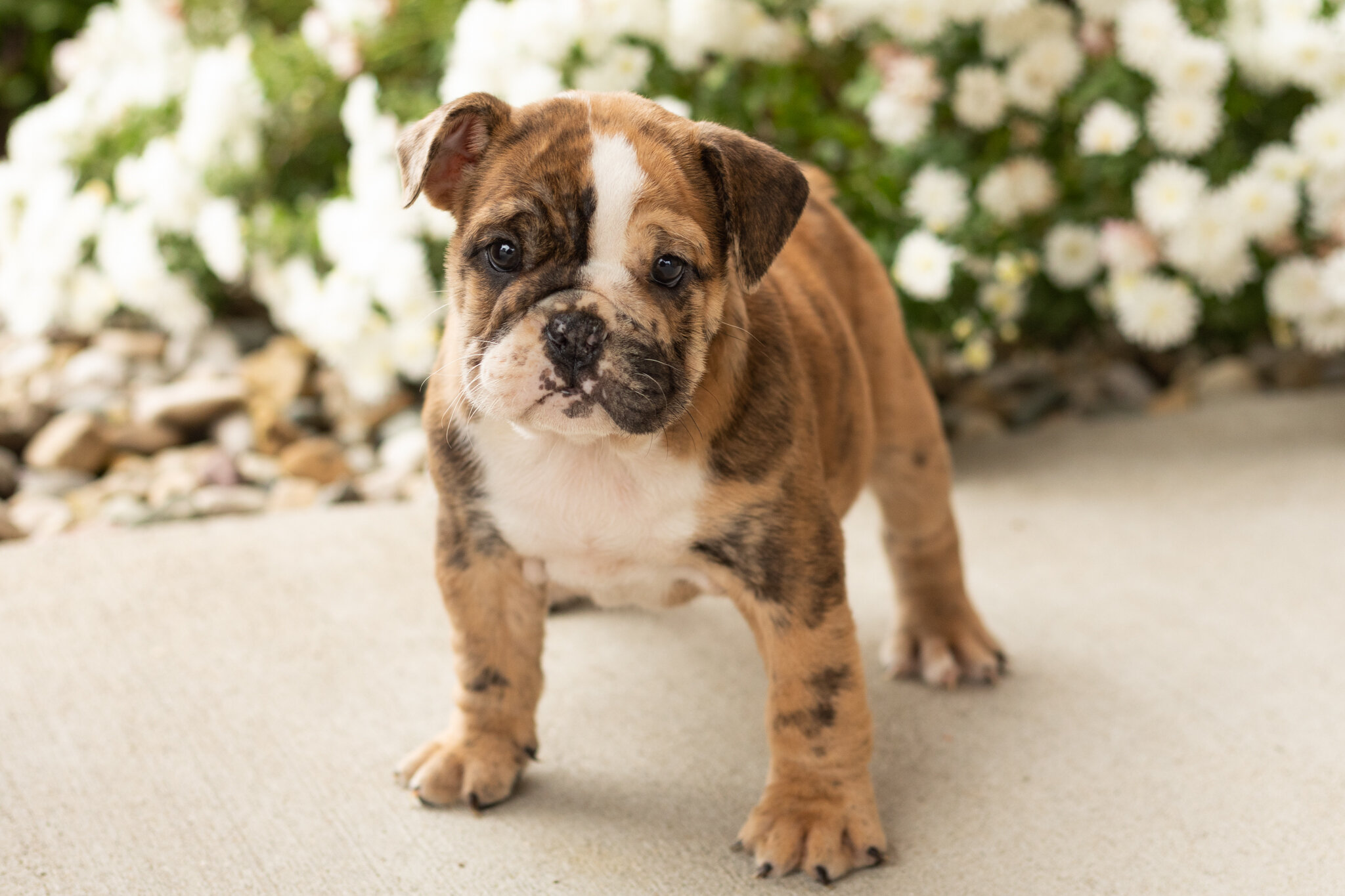 AKC english bulldog female pup in Indiana (Beauty) image 3