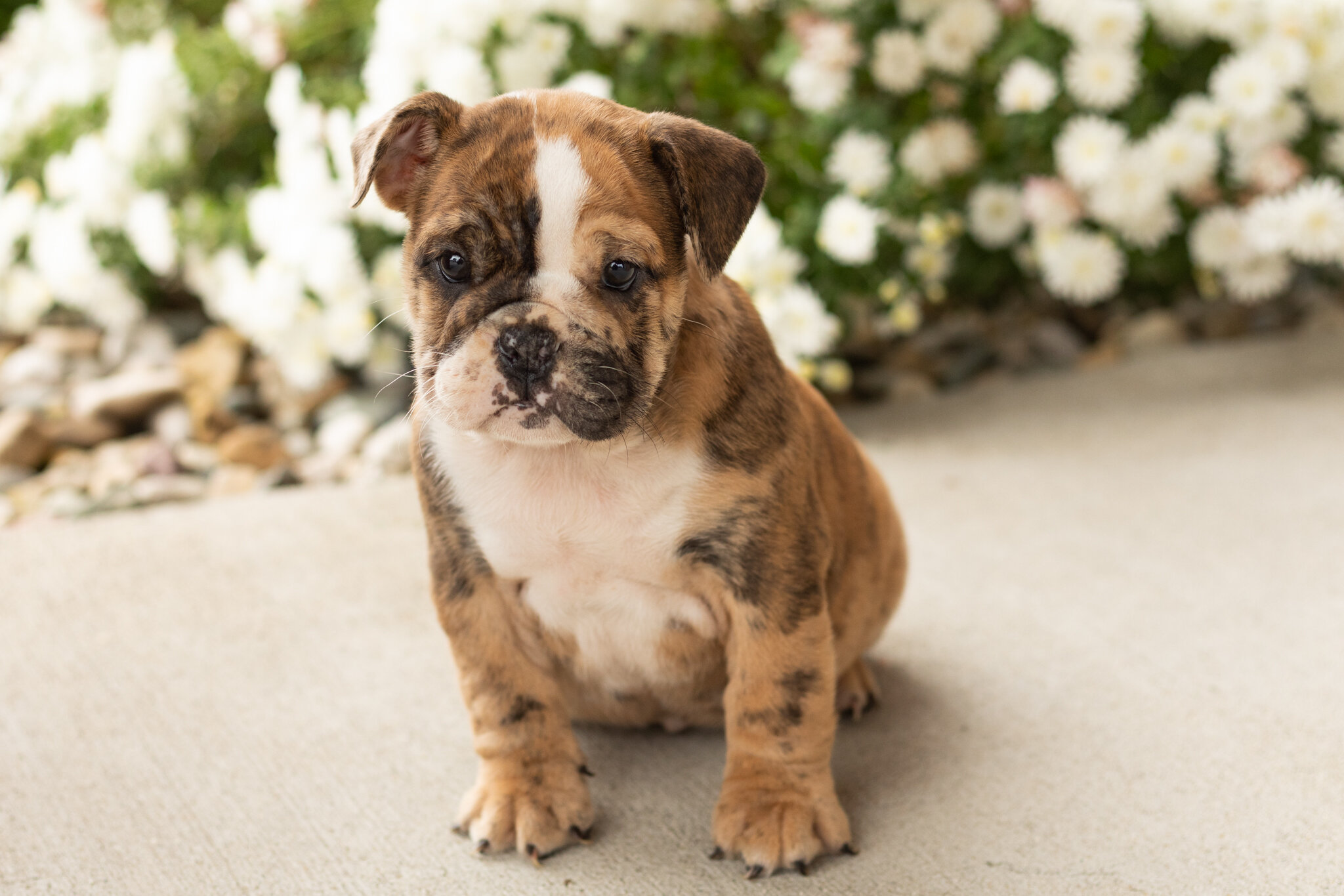 AKC english bulldog female pup in Indiana (Beauty) image 4