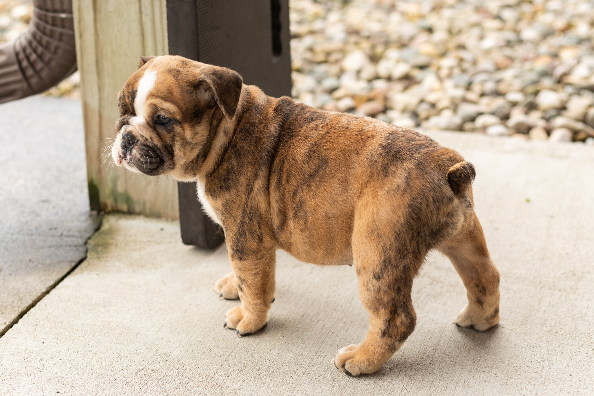 AKC english bulldog female pup in Indiana (Beauty) image 6