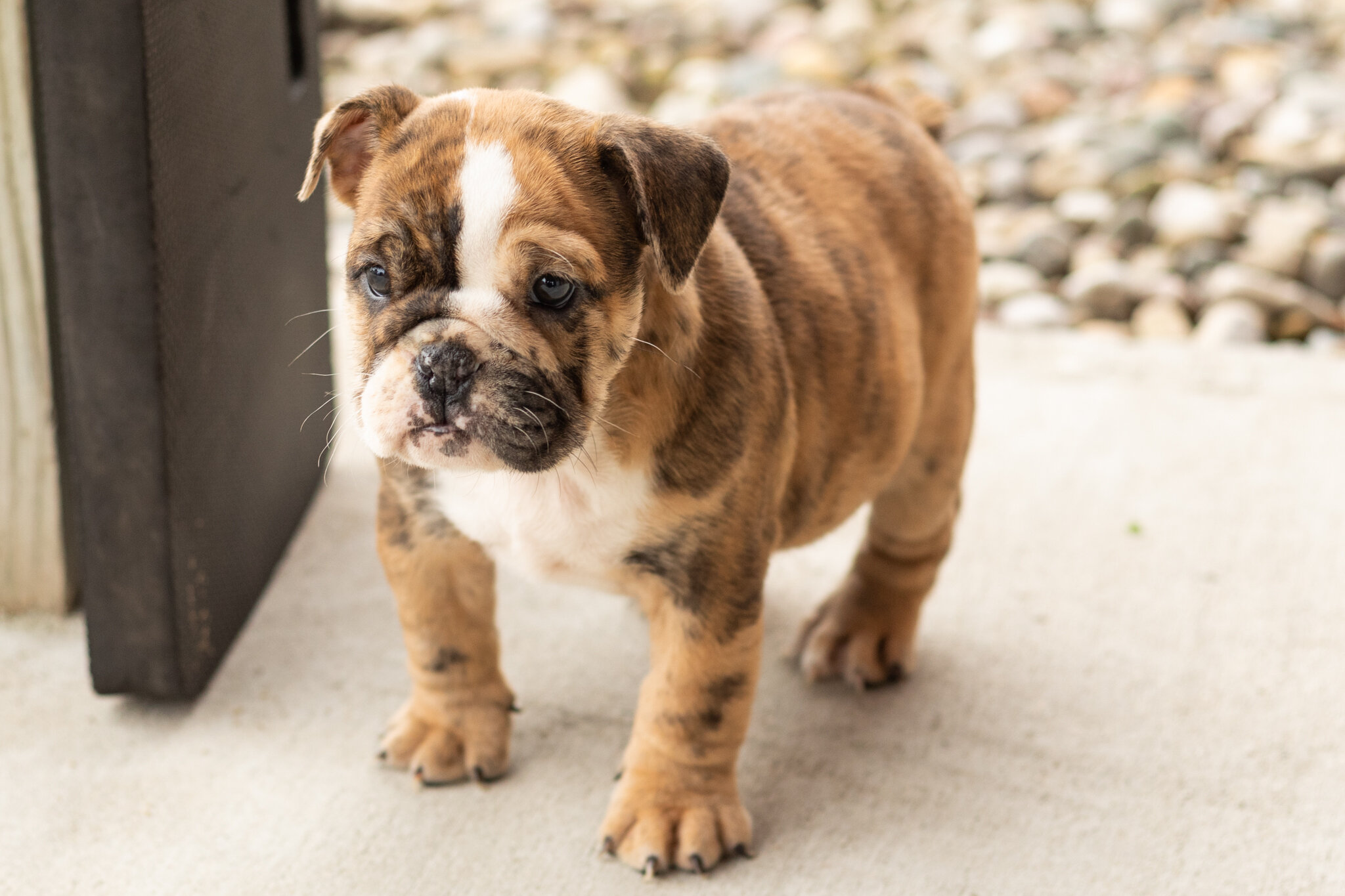AKC english bulldog female pup in Indiana (Beauty) image 5