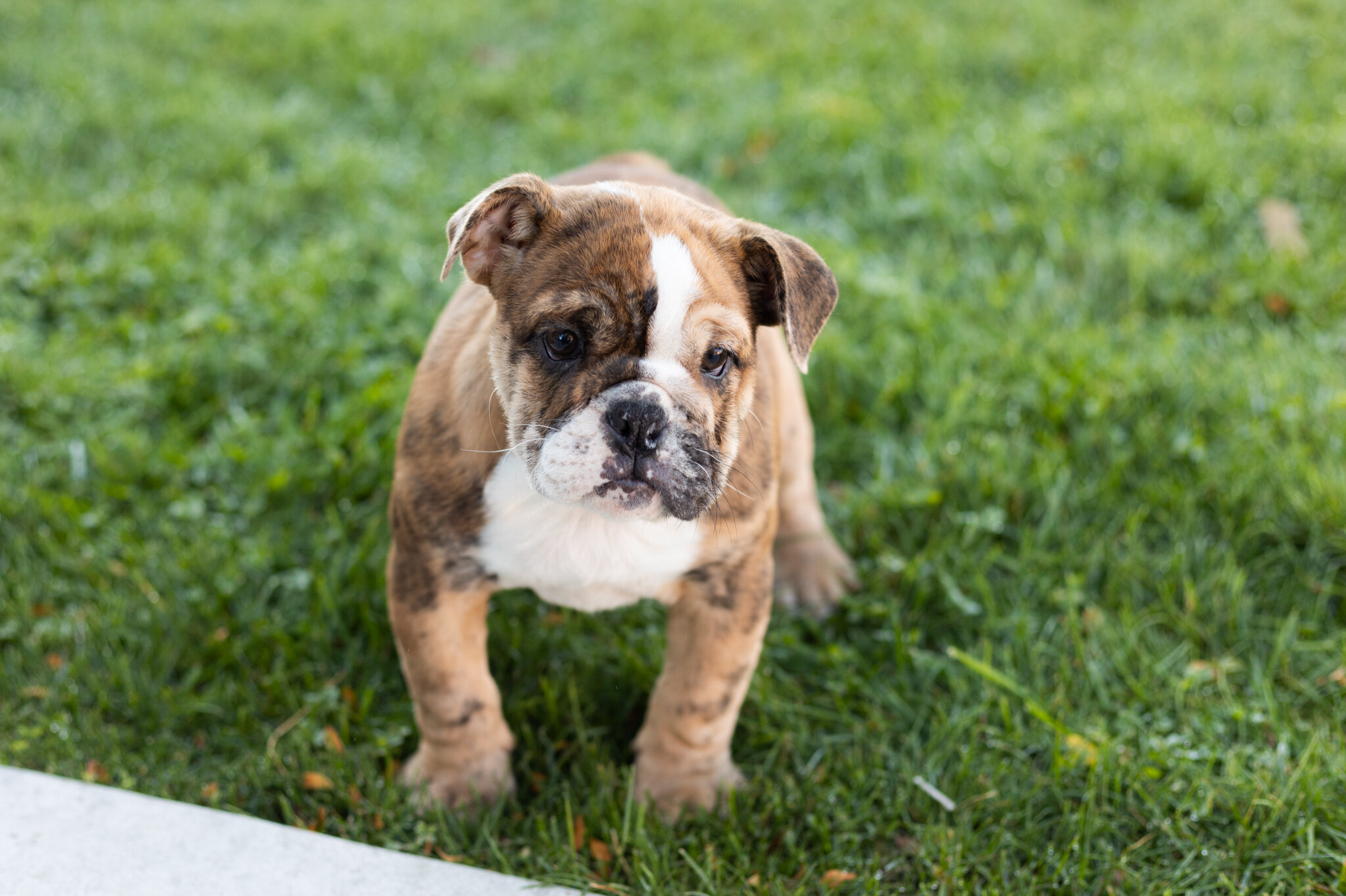 AKC english bulldog female pup in Indiana (Beauty) image 2