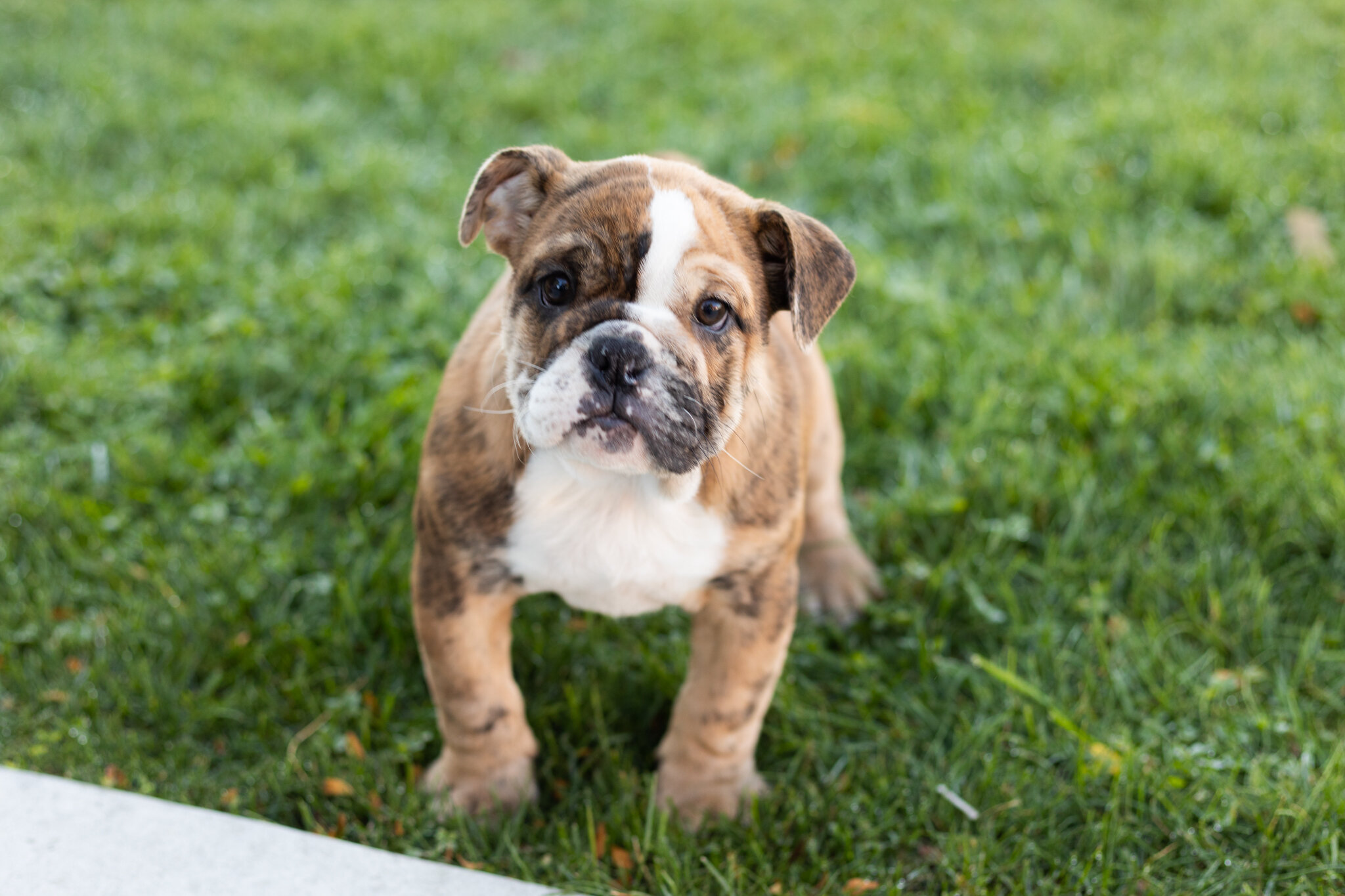 AKC english bulldog female pup in Indiana (Beauty) image 3