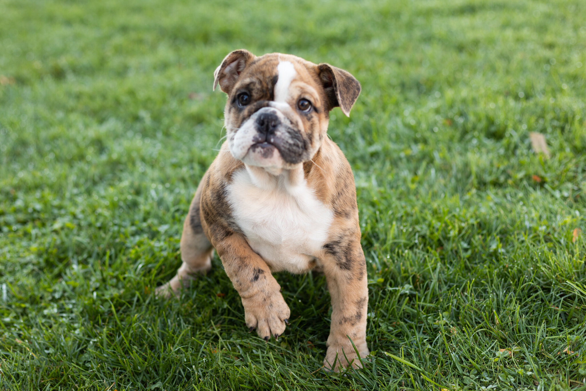 AKC english bulldog female pup in Indiana (Beauty) image 4