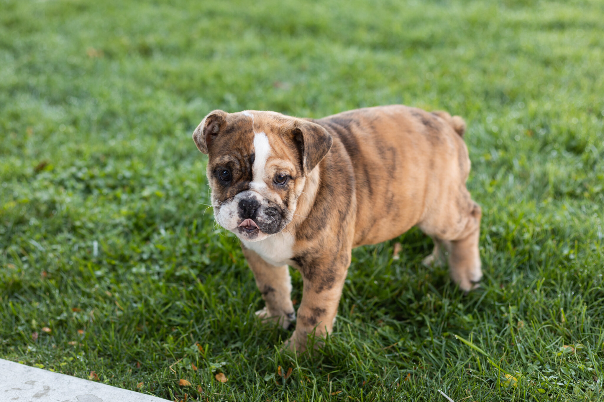 AKC english bulldog female pup in Indiana (Beauty) image 5