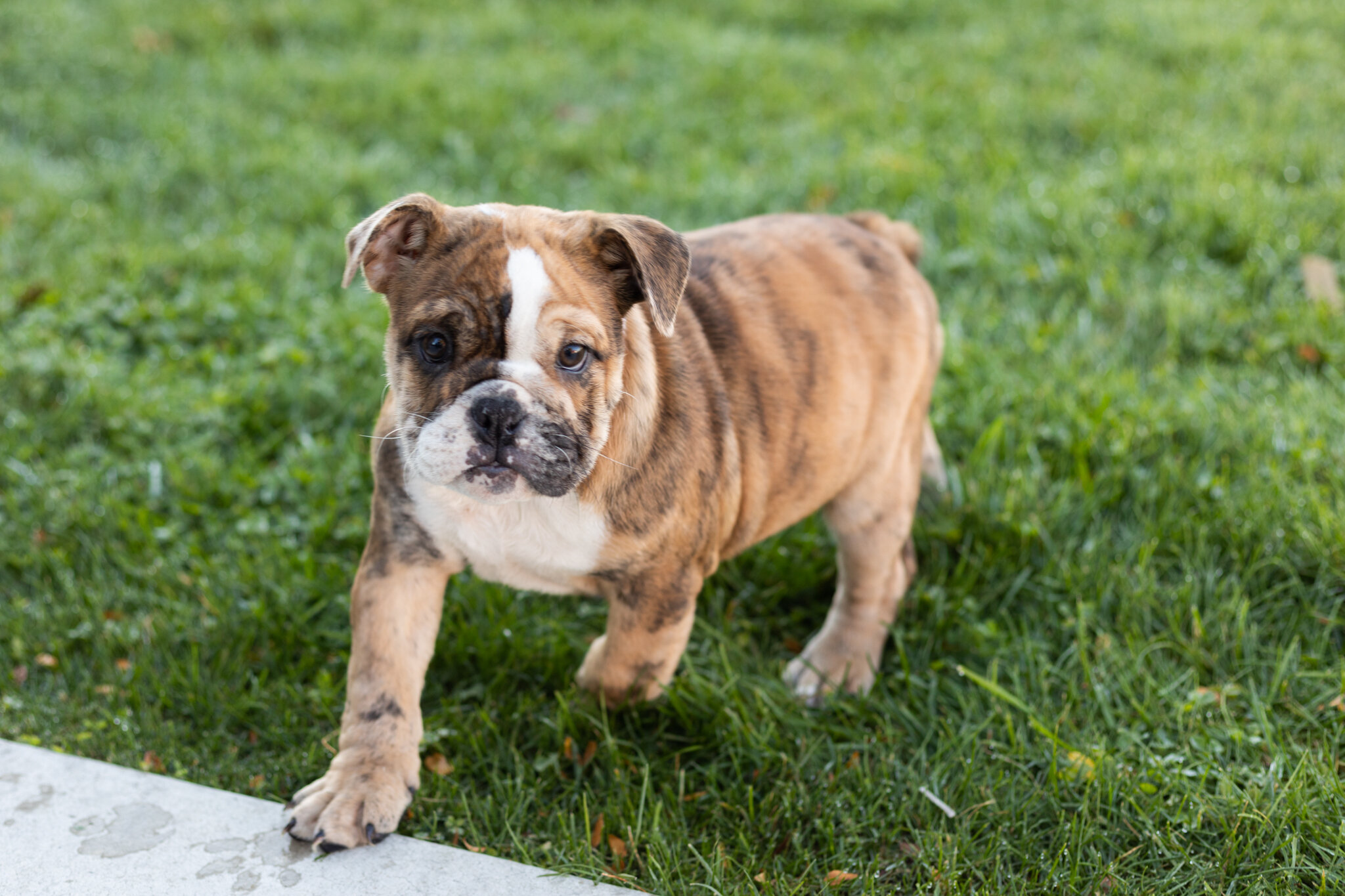 AKC english bulldog female pup in Indiana (Beauty) image 6