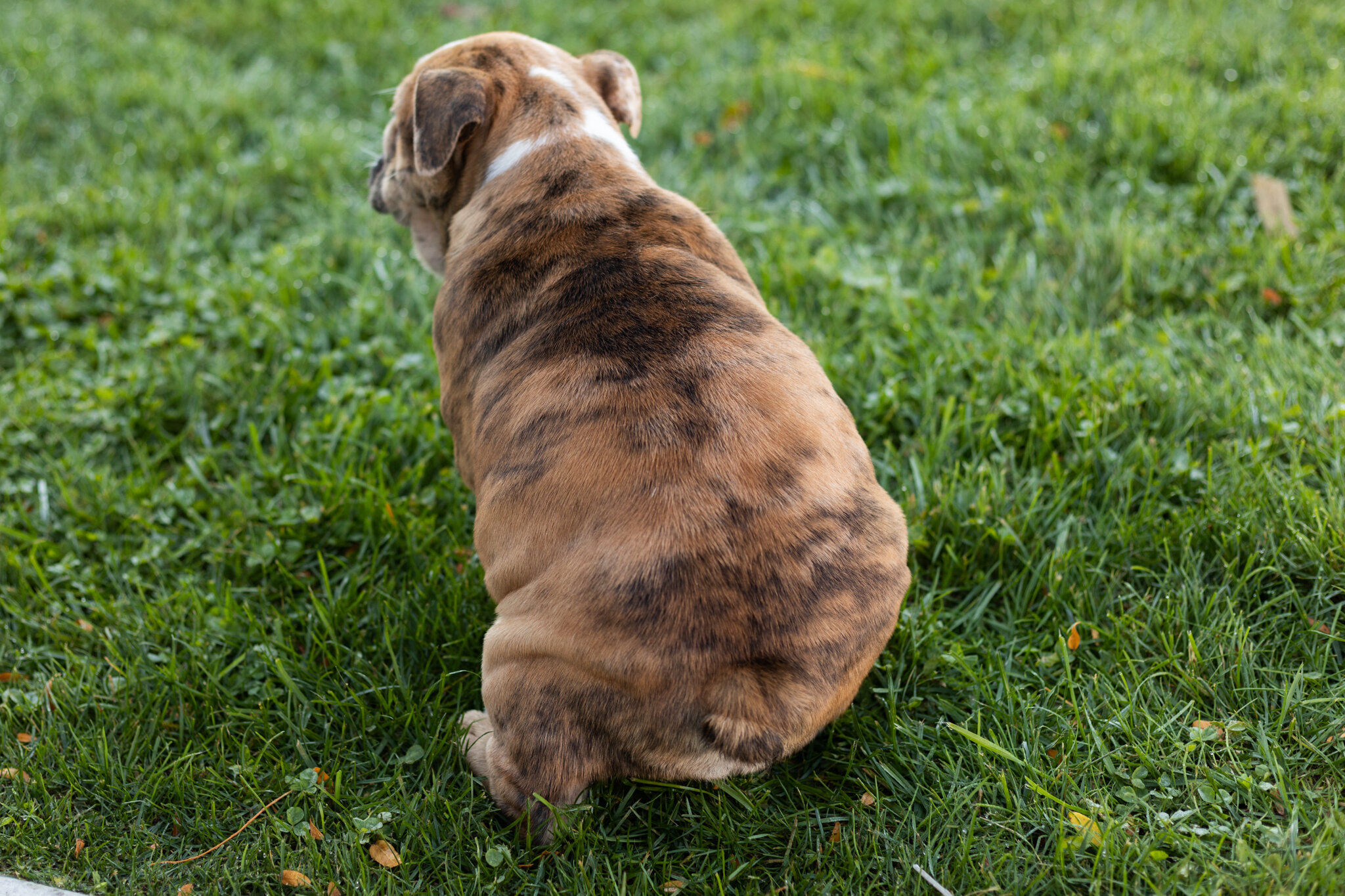 AKC english bulldog female pup in Indiana (Beauty) image 7
