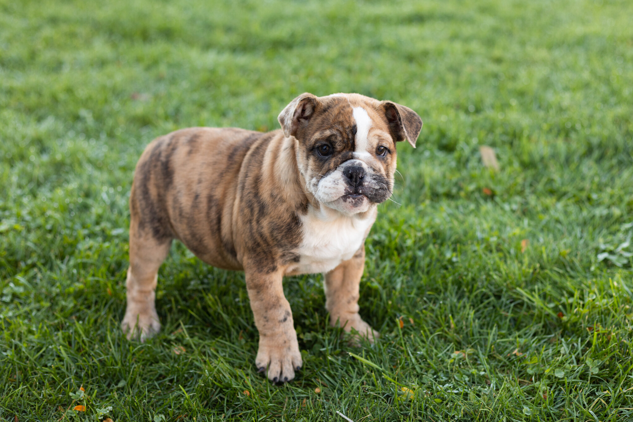 AKC english bulldog female pup in Indiana (Beauty) image 1