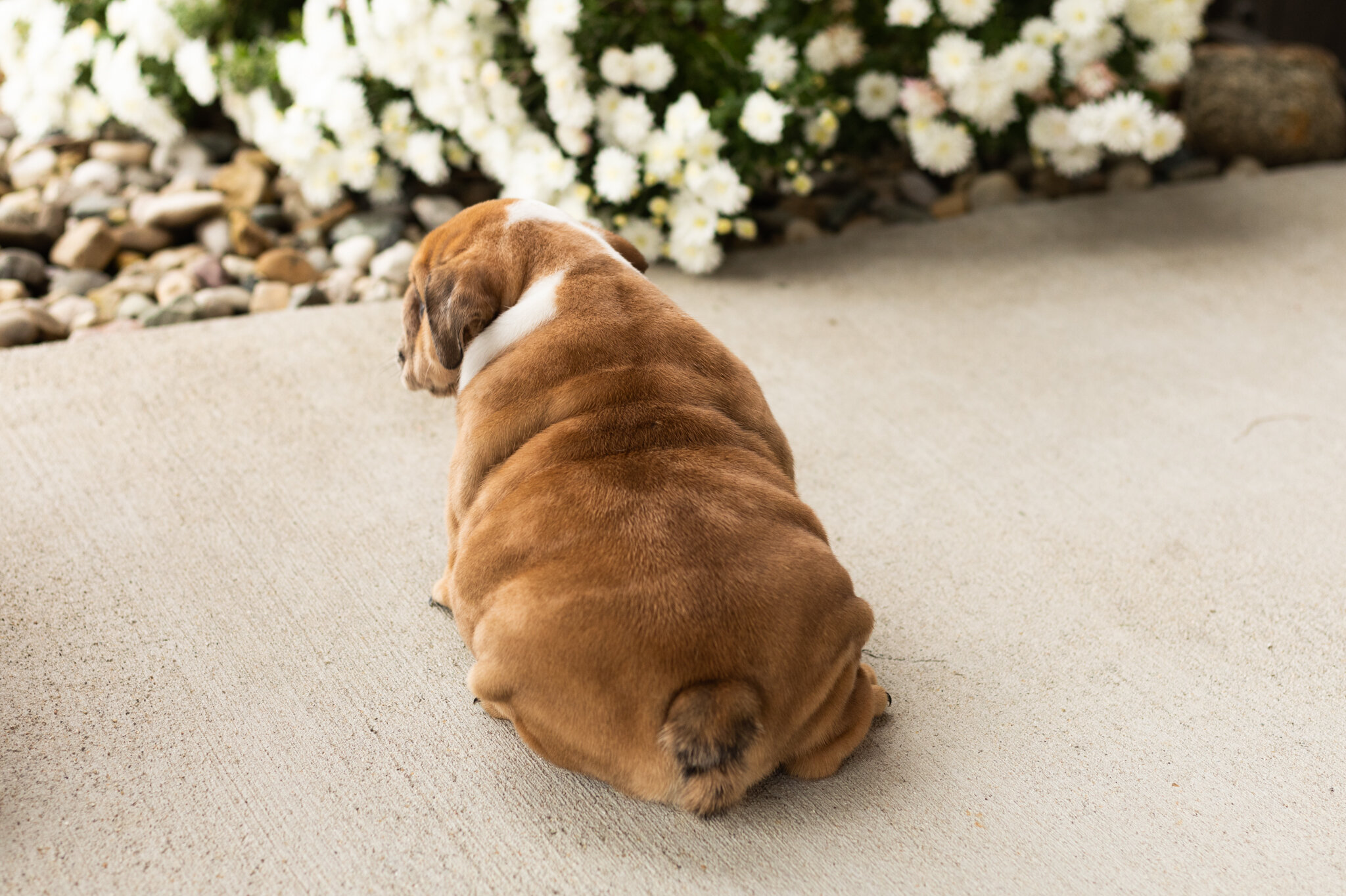 AKC english bulldog female pup in Indiana (Bailey) image 8