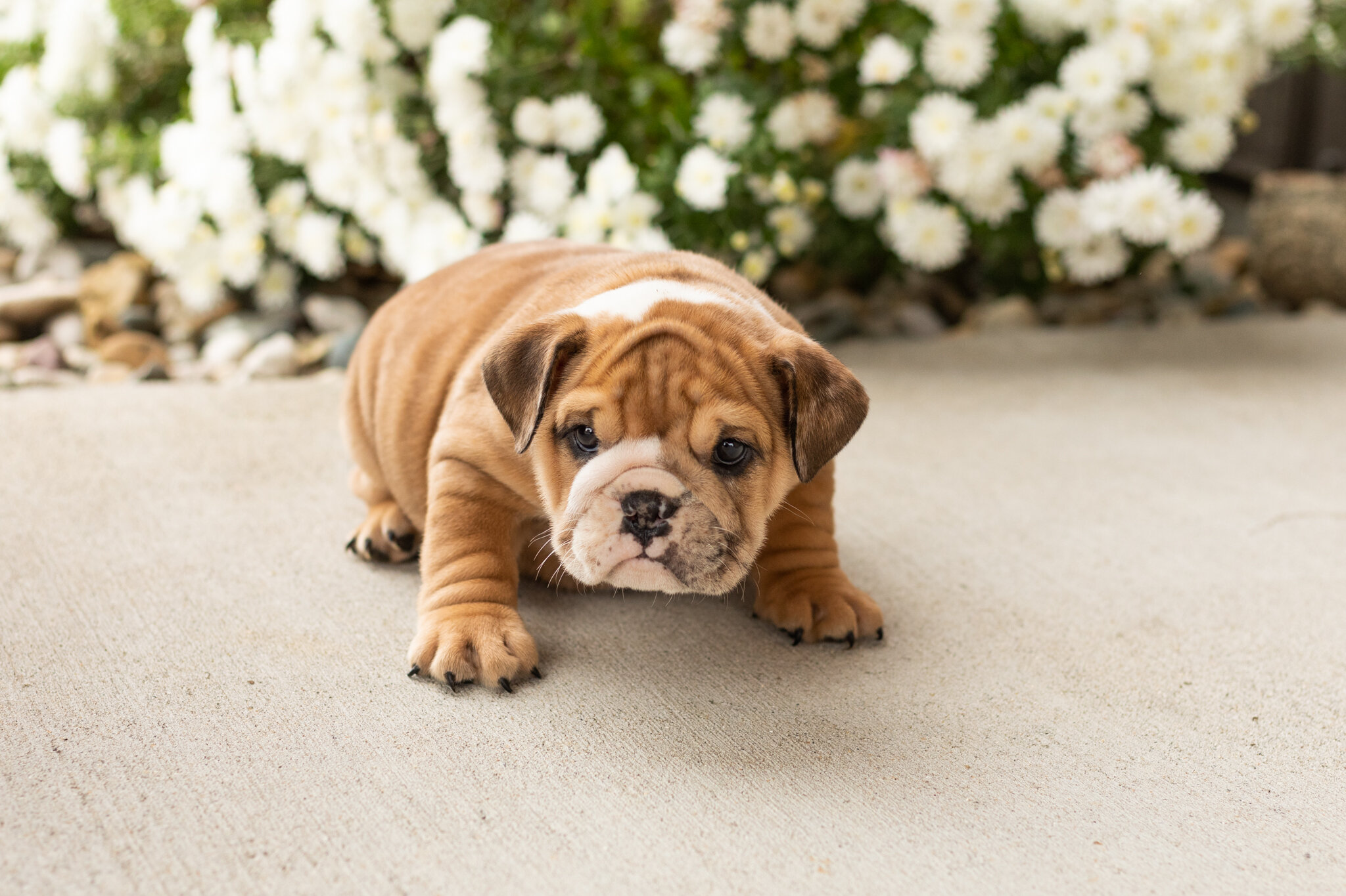 AKC english bulldog female pup in Indiana (Bailey) image 5