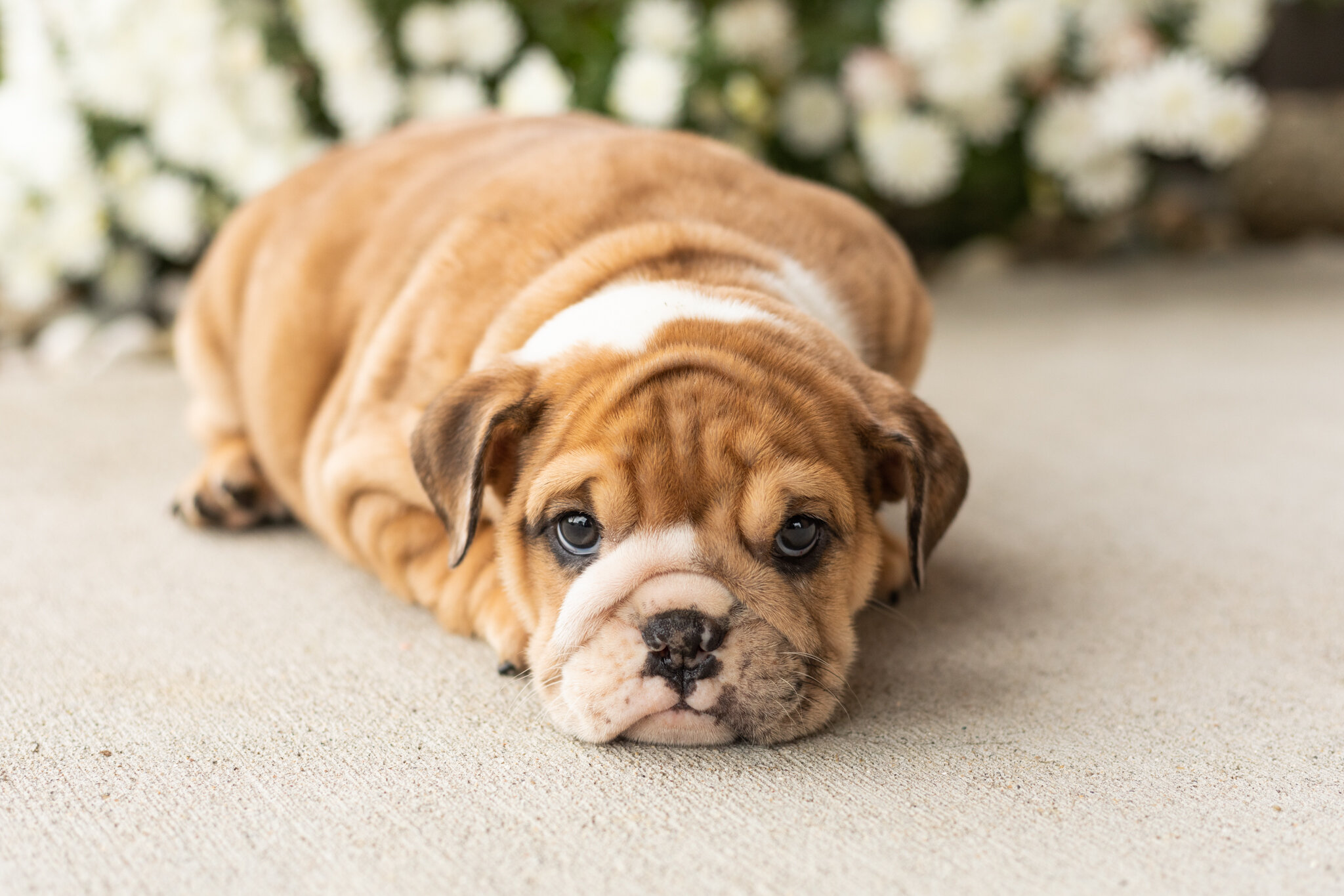 AKC english bulldog female pup in Indiana (Bailey) image 6