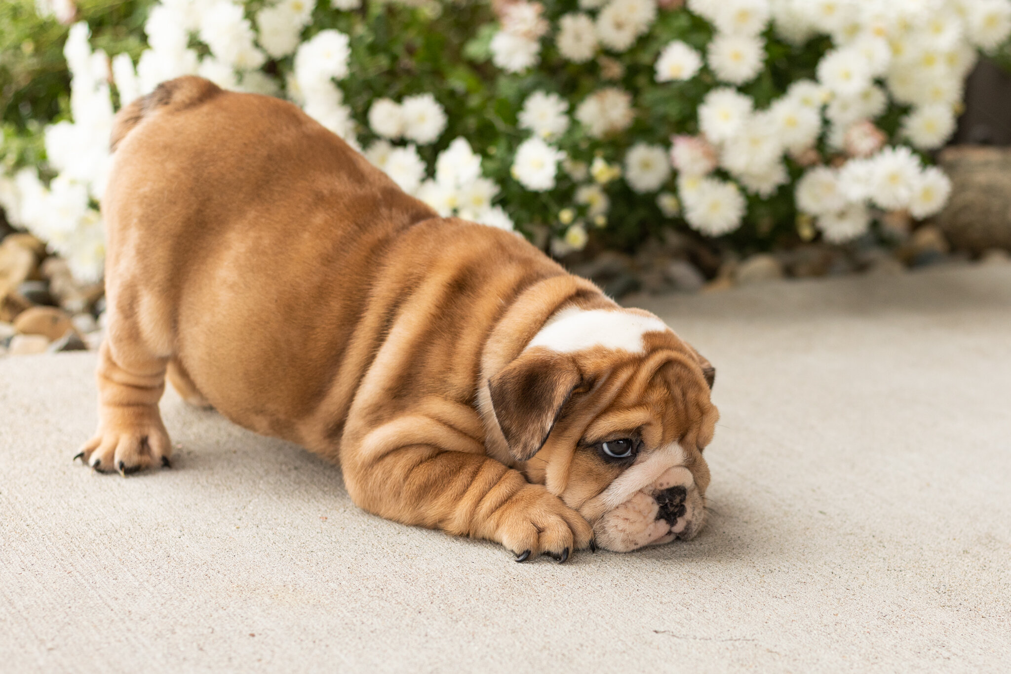 AKC english bulldog female pup in Indiana (Bailey) image 4