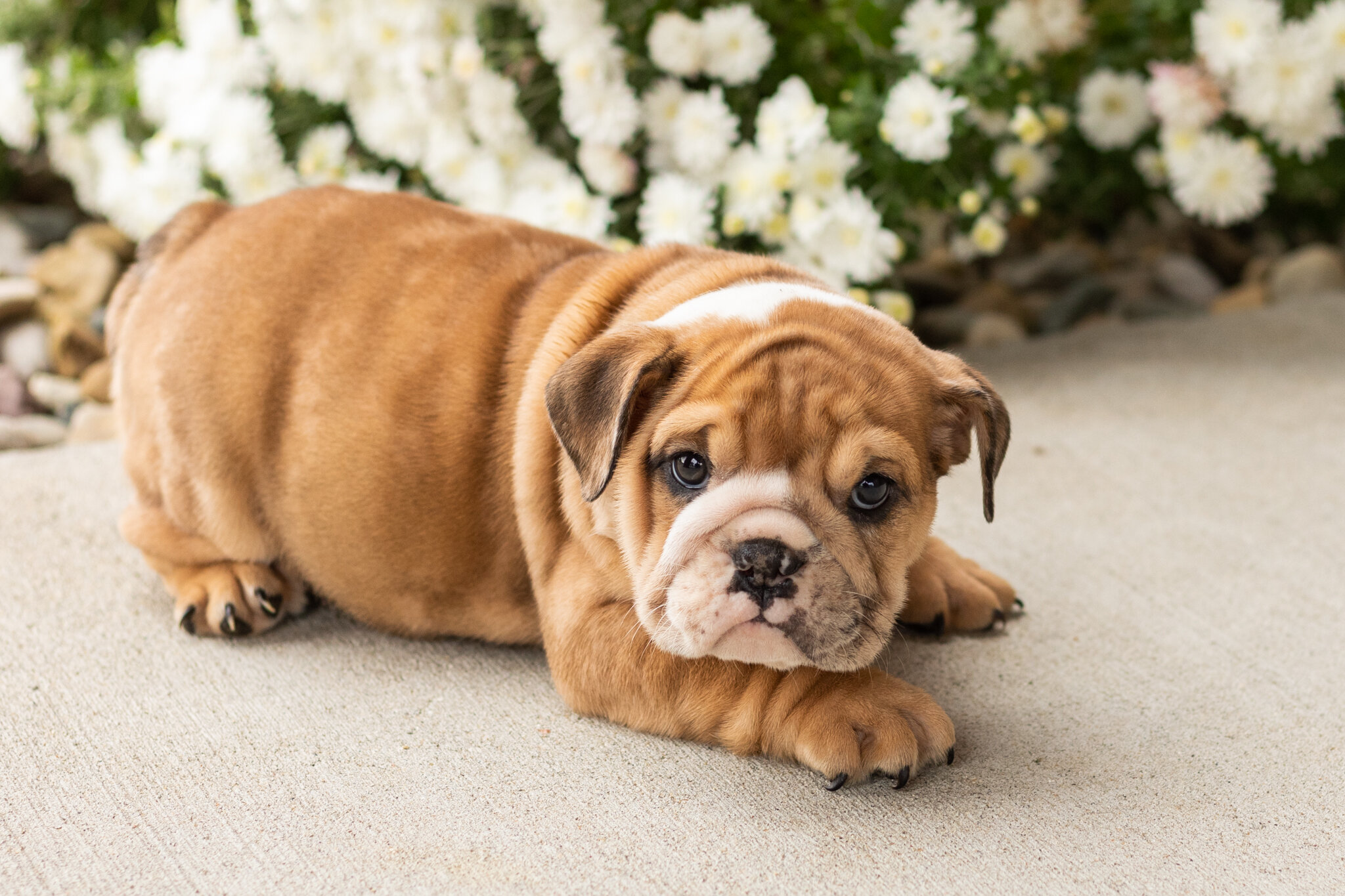 AKC english bulldog female pup in Indiana (Bailey) image 7