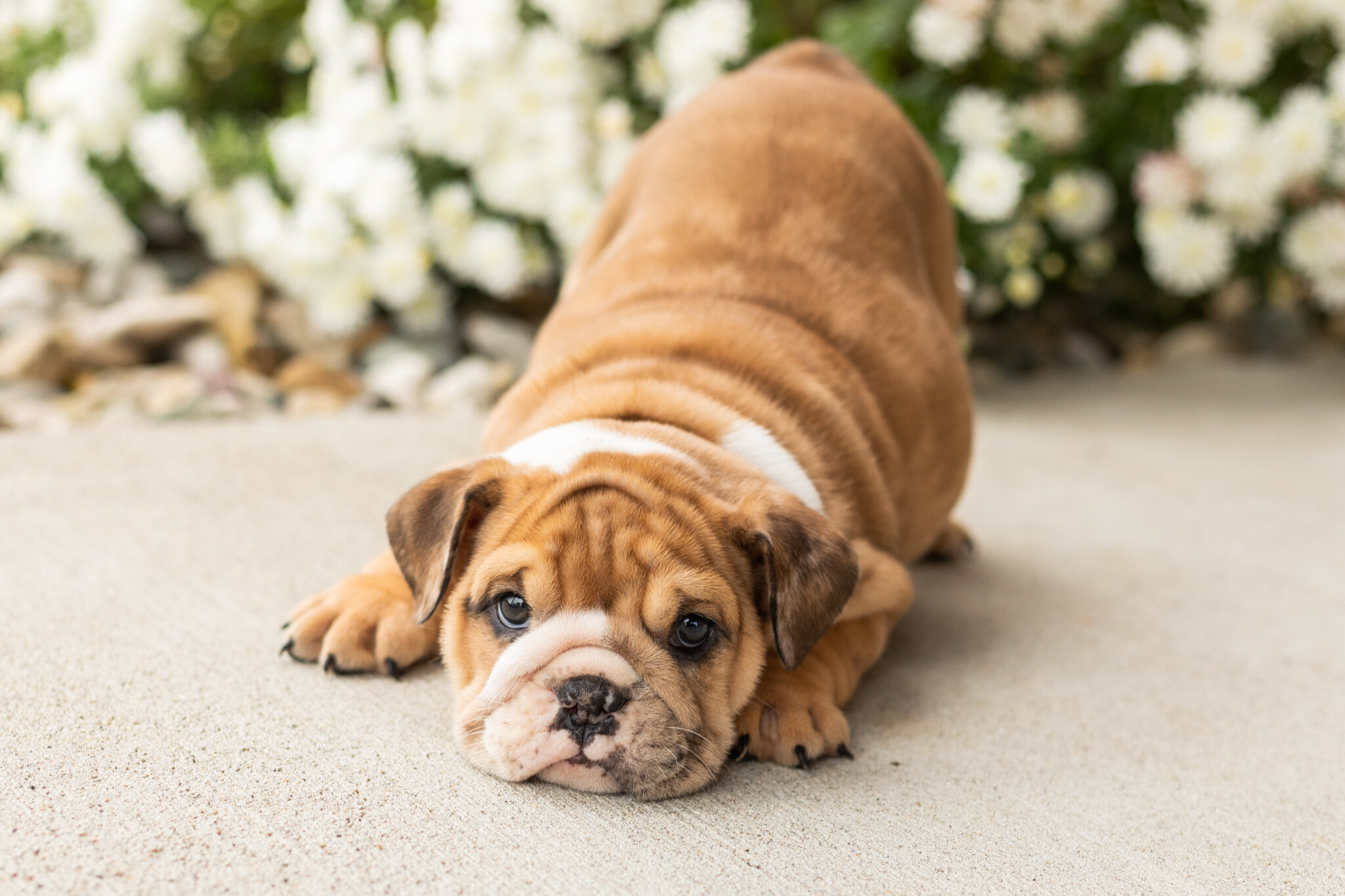 AKC english bulldog female pup in Indiana (Bailey) image 1