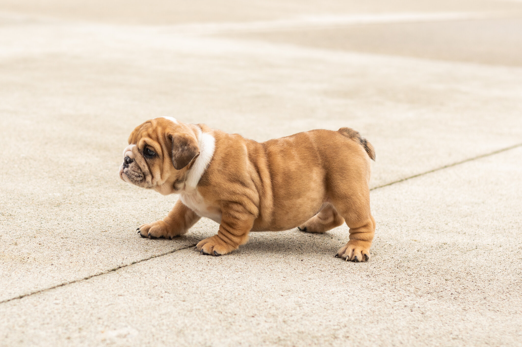 AKC english bulldog female pup in Indiana (Bailey) image 2