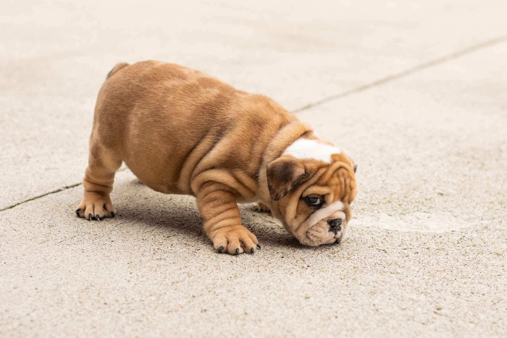 AKC english bulldog female pup in Indiana (Bailey) image 3