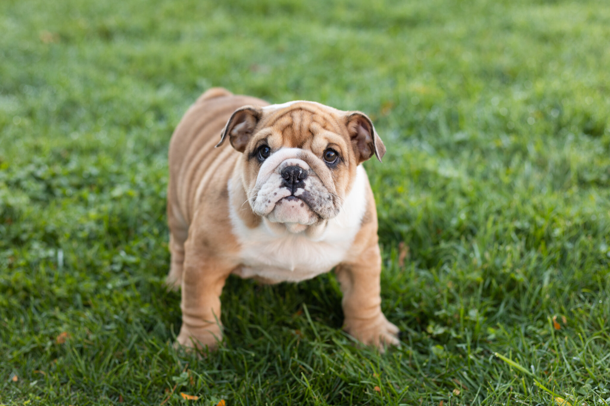 AKC english bulldog female pup in Indiana (Bailey) image 2