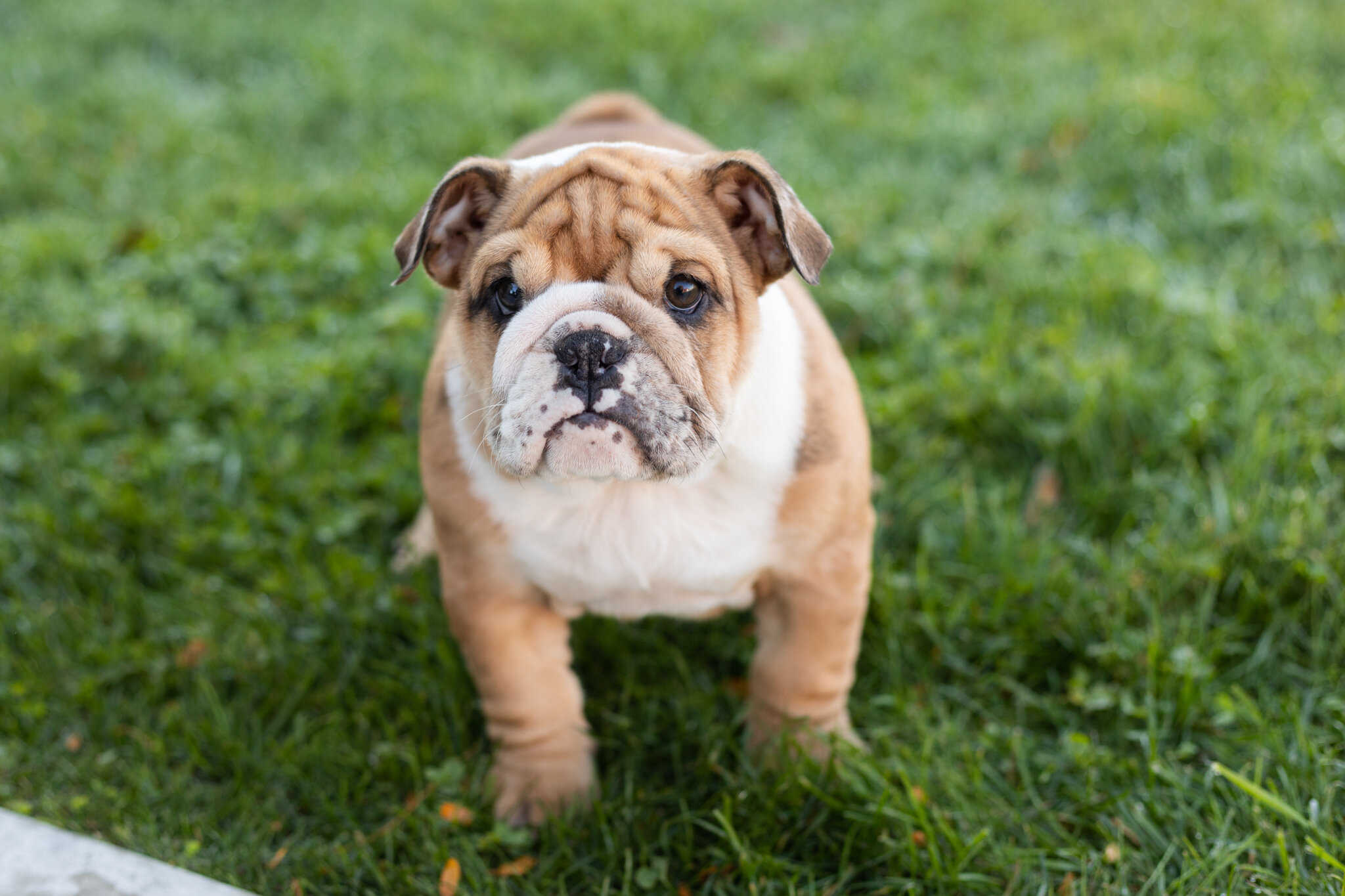 AKC english bulldog female pup in Indiana (Bailey) image 3