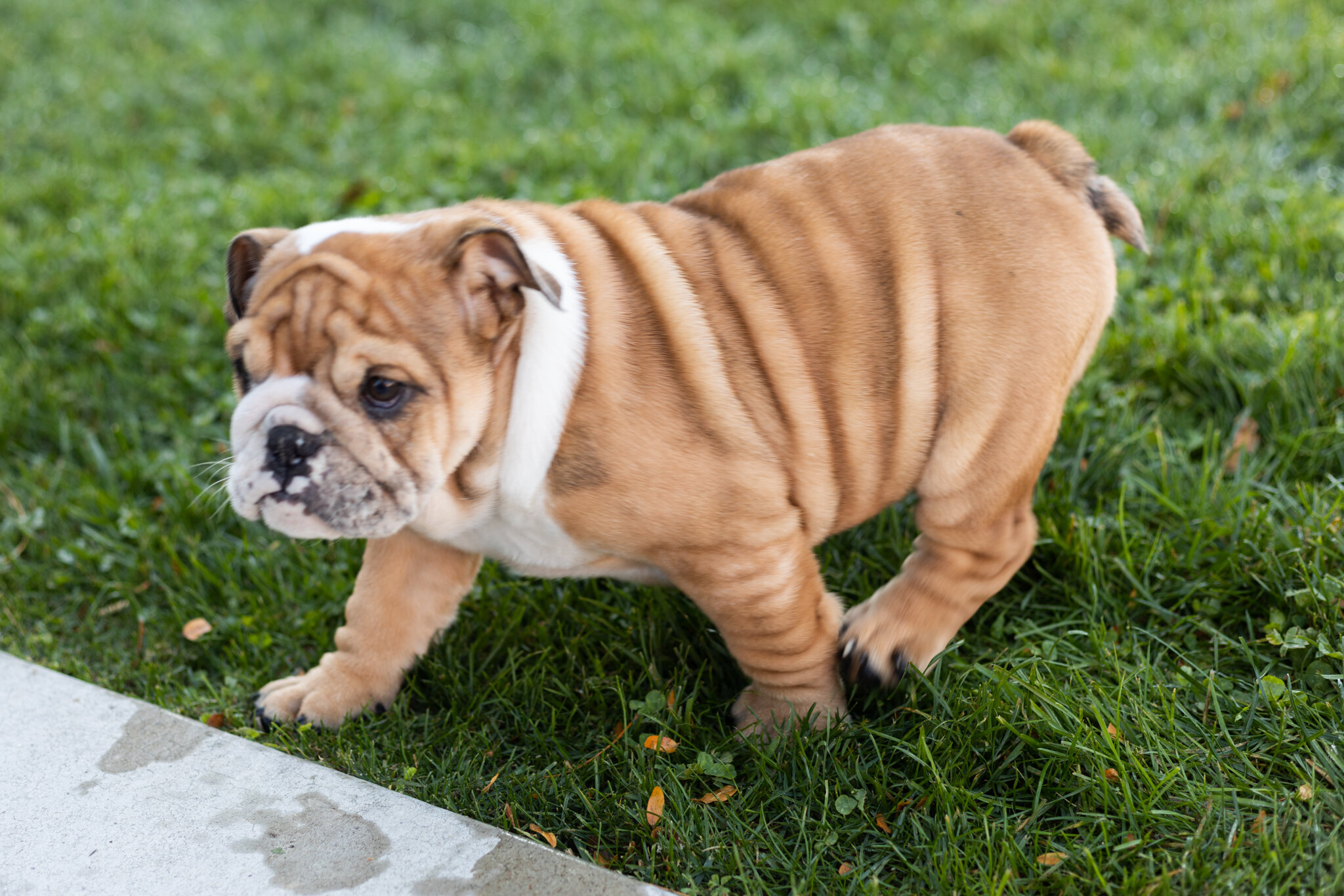 AKC english bulldog female pup in Indiana (Bailey) image 4