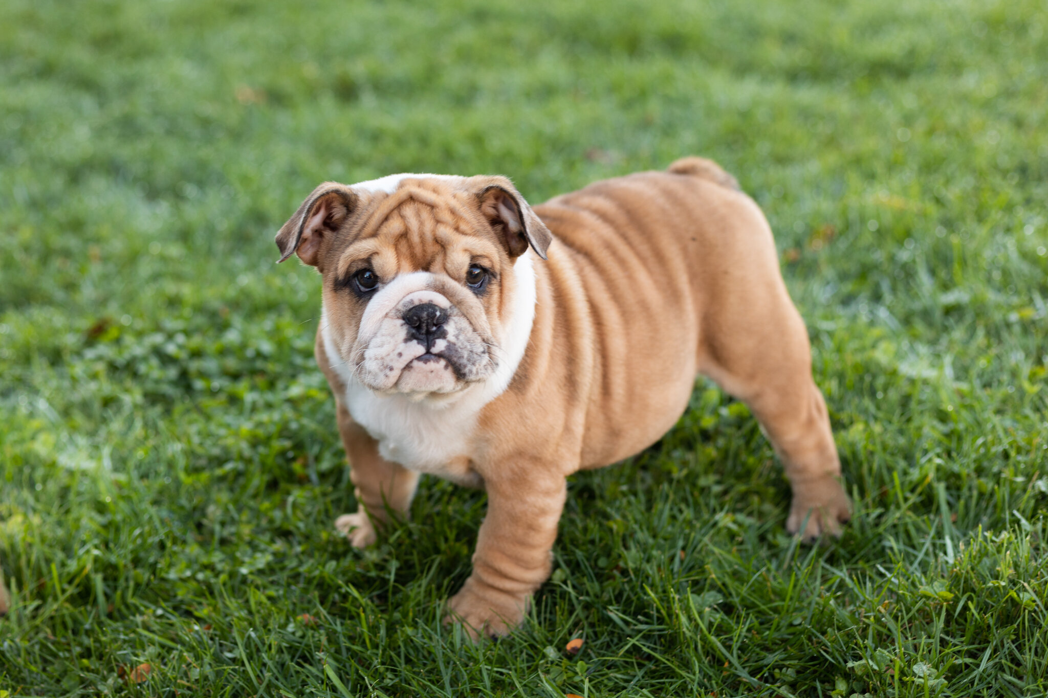 AKC english bulldog female pup in Indiana (Bailey) image 1