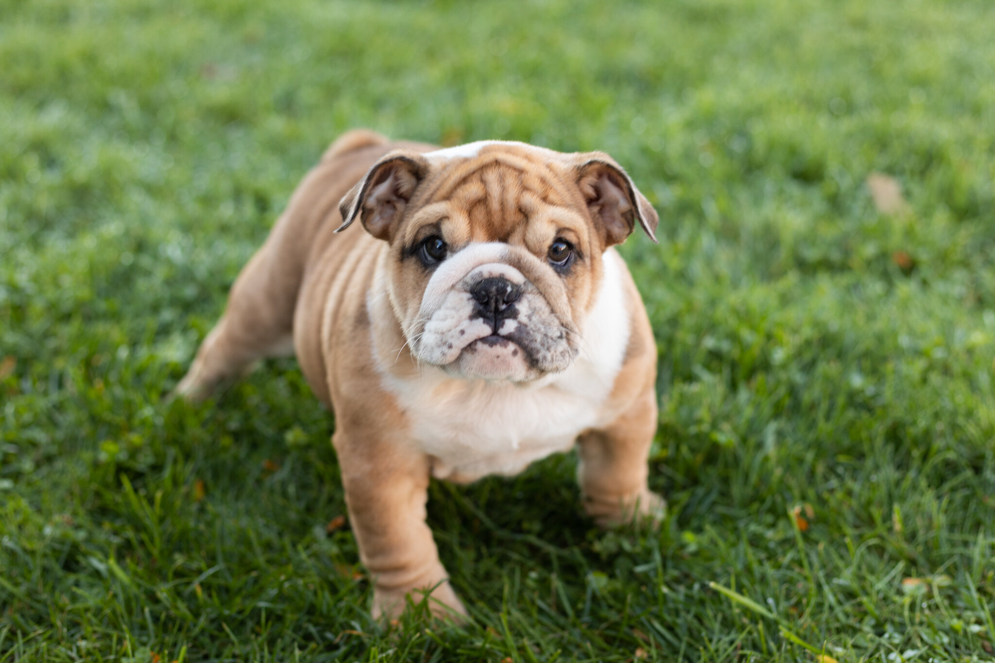 AKC english bulldog female pup in Indiana (Bailey) image 5