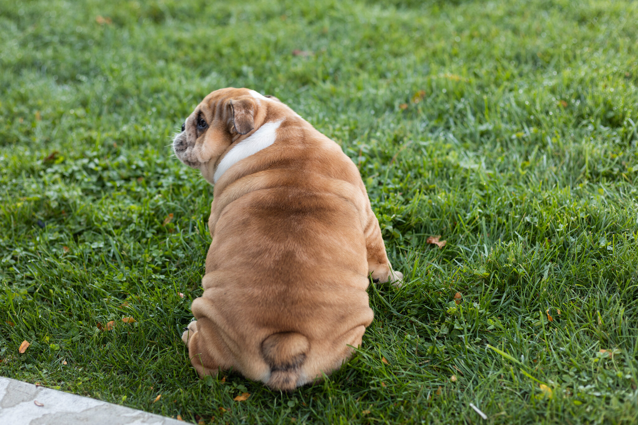 AKC english bulldog female pup in Indiana (Bailey) image 6