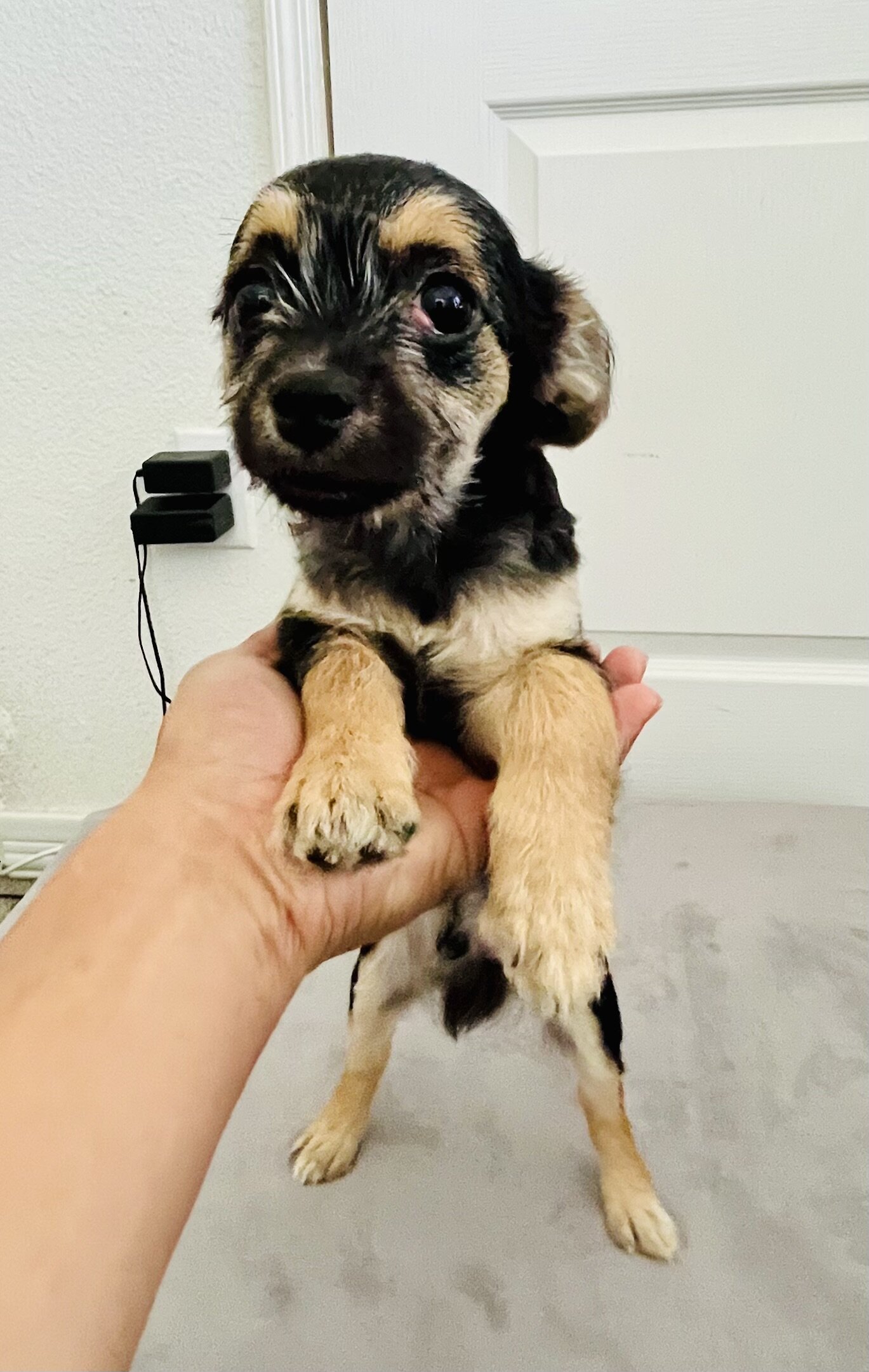 Adorable Pin-Tzu / Maltipoo Puppy image 3