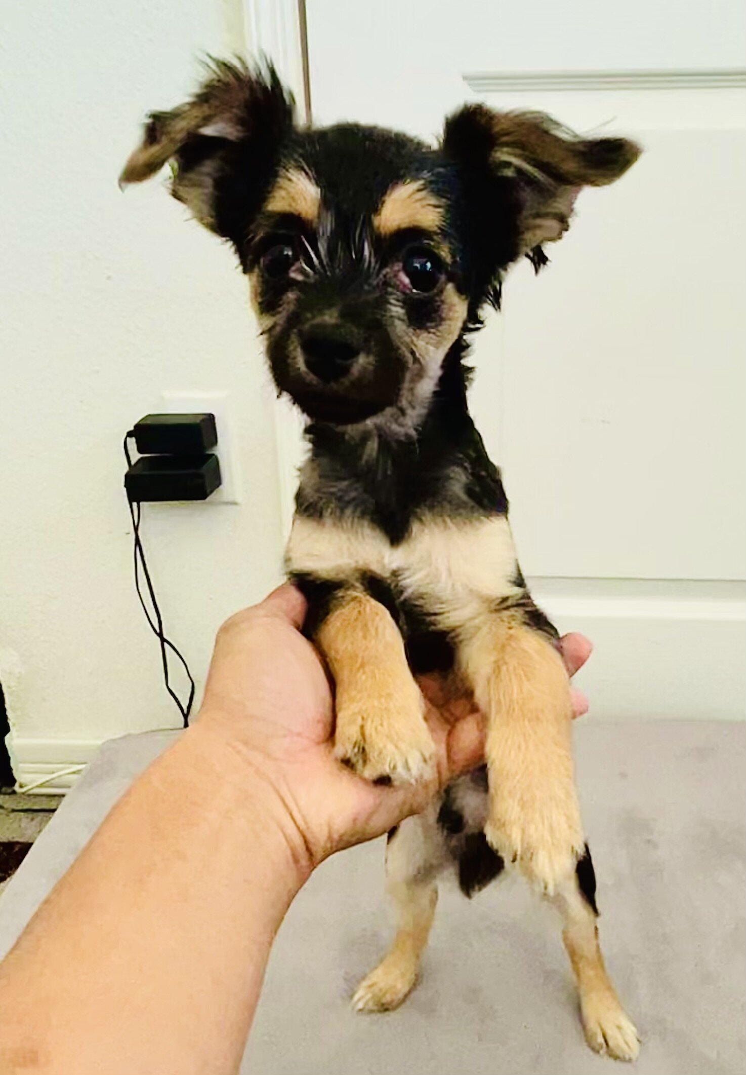 Adorable Pin-Tzu / Maltipoo Puppy image 1