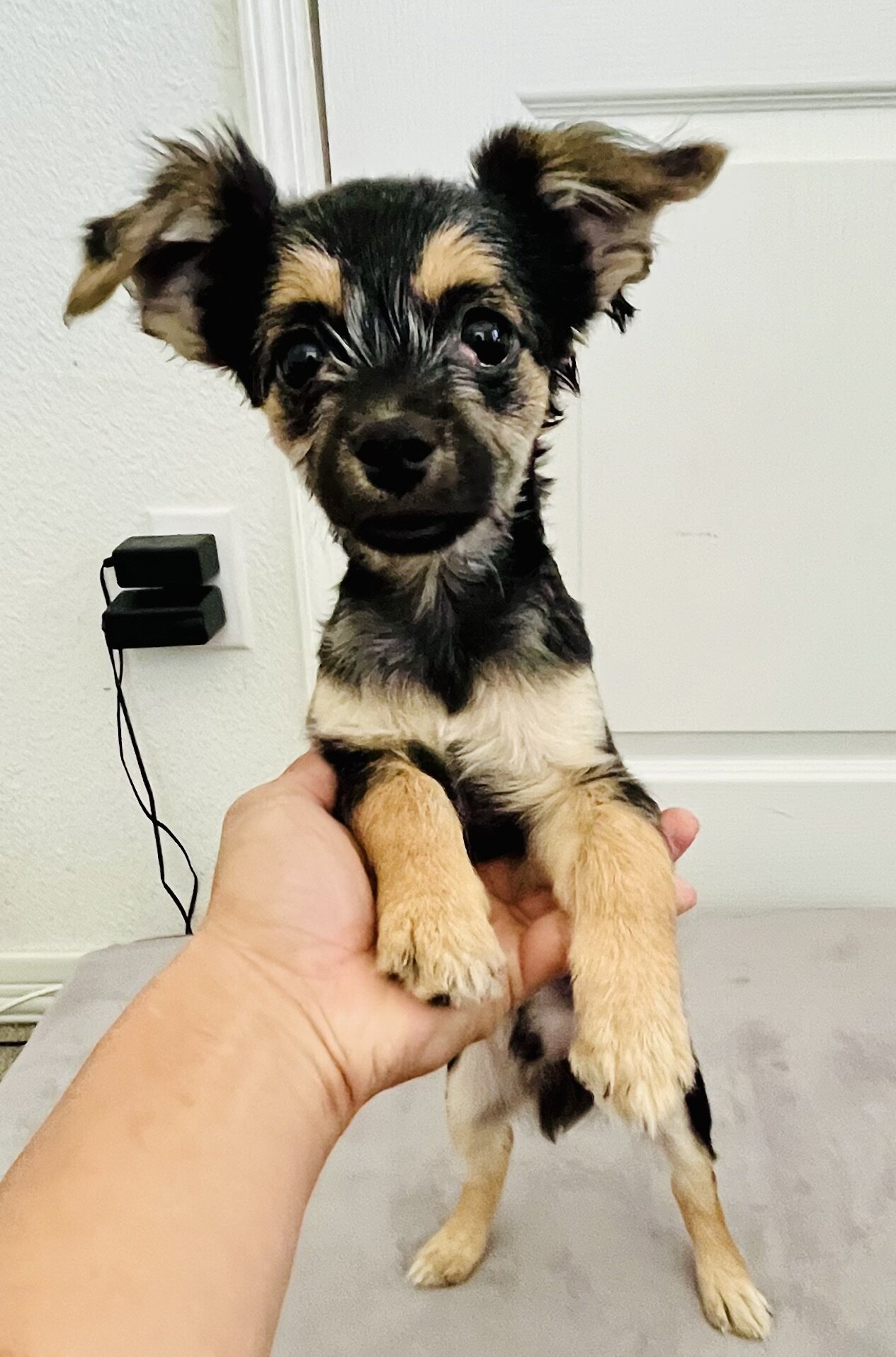 Adorable Pin-Tzu / Maltipoo Puppy image 2