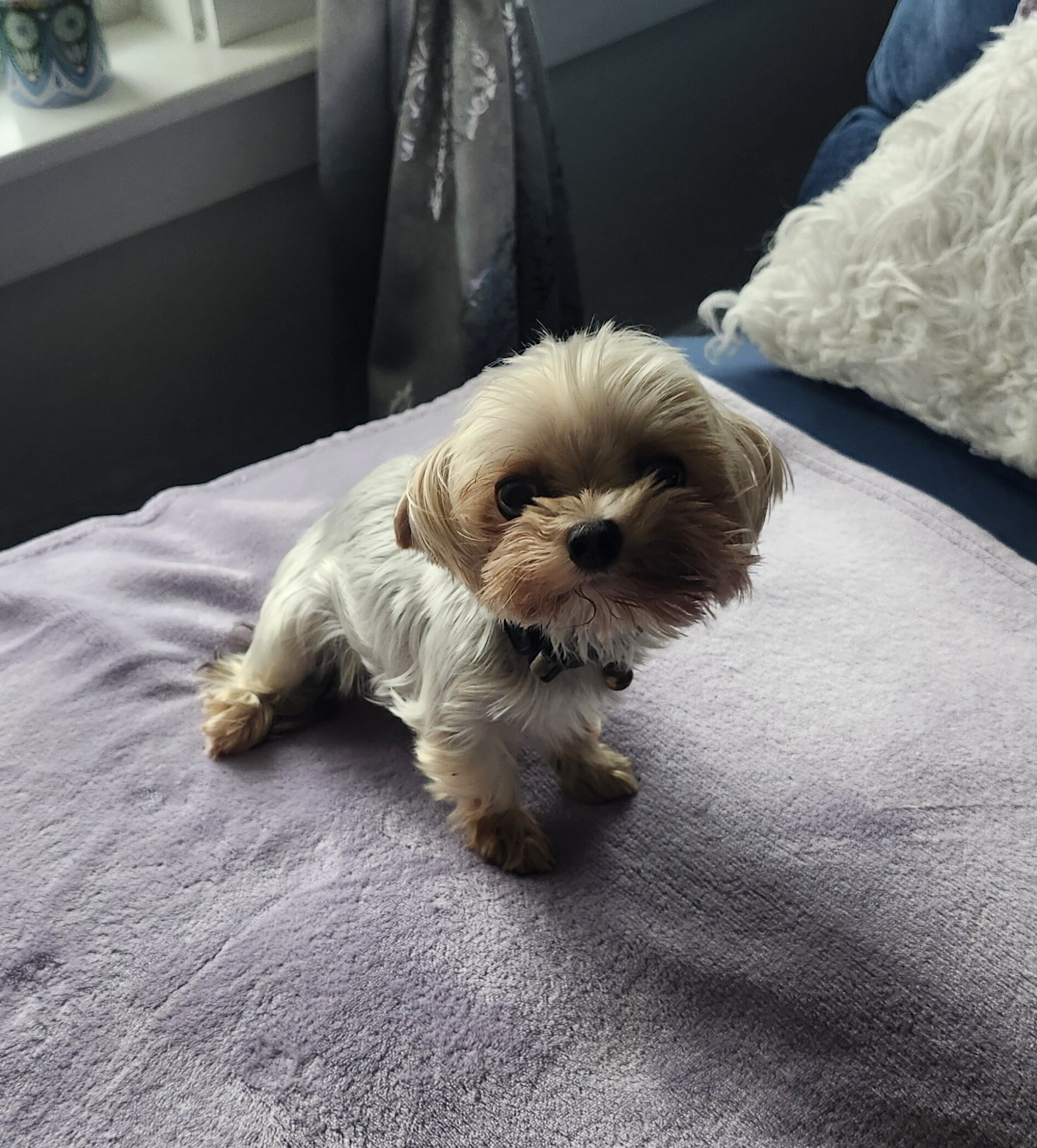 Adult Yorkie image 1