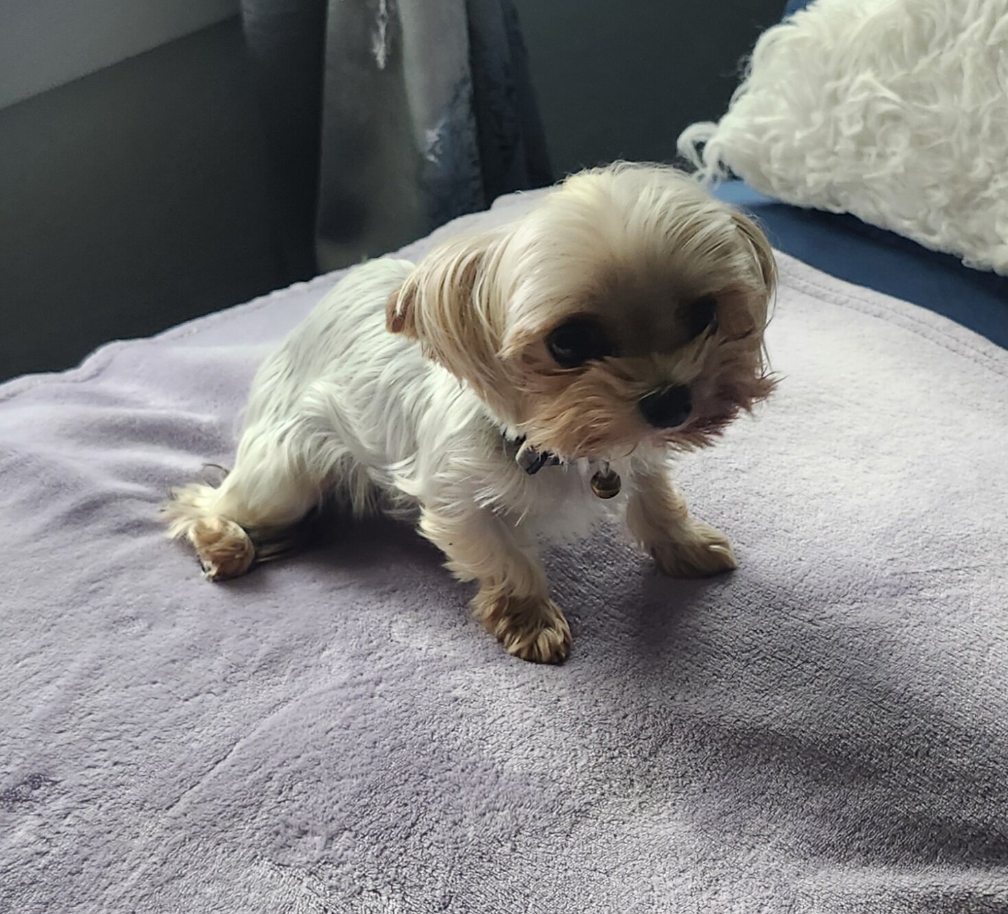 Adult Yorkie image 3