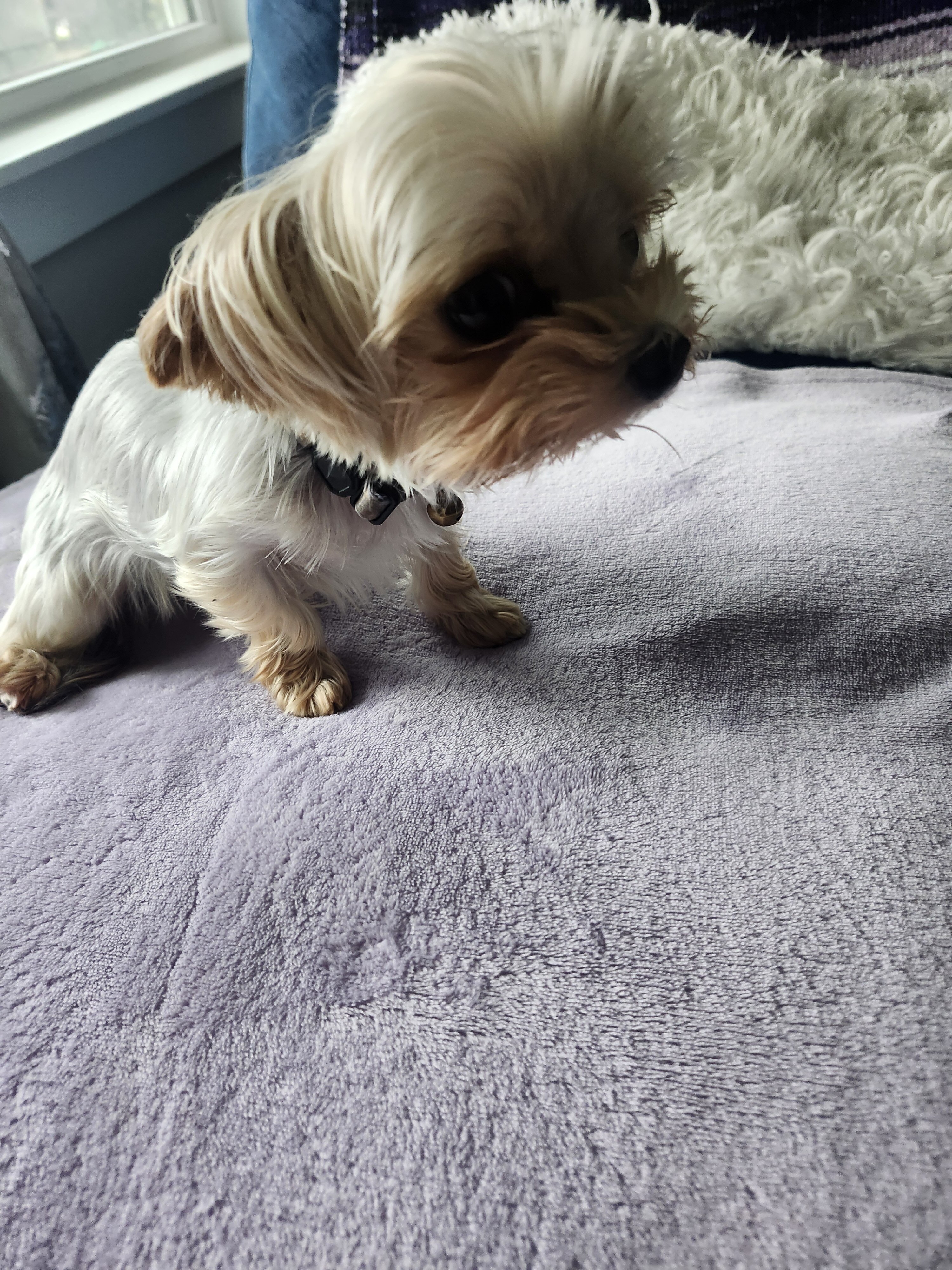 Adult Yorkie image 2
