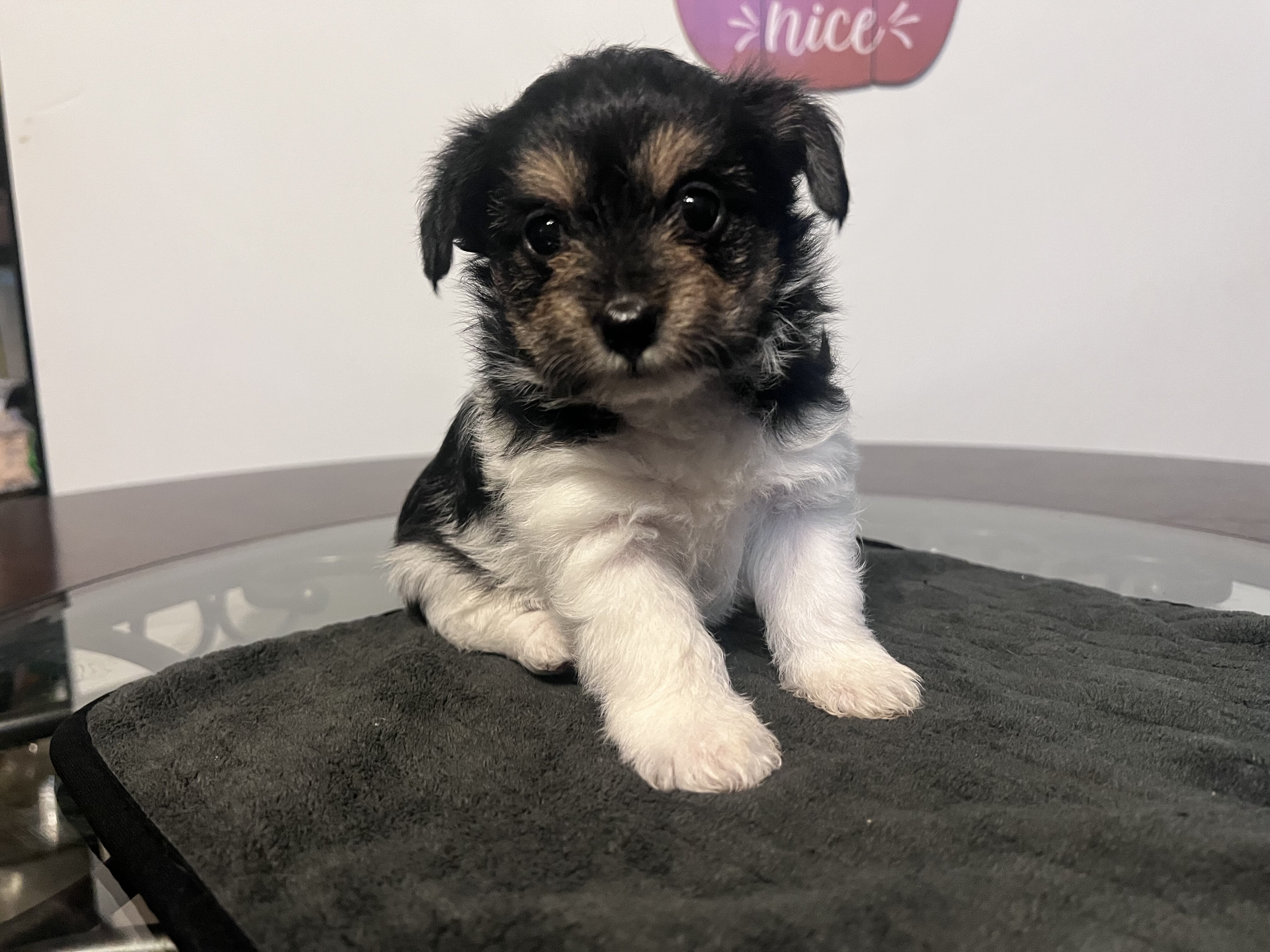 Yorkipoo puppies image 10