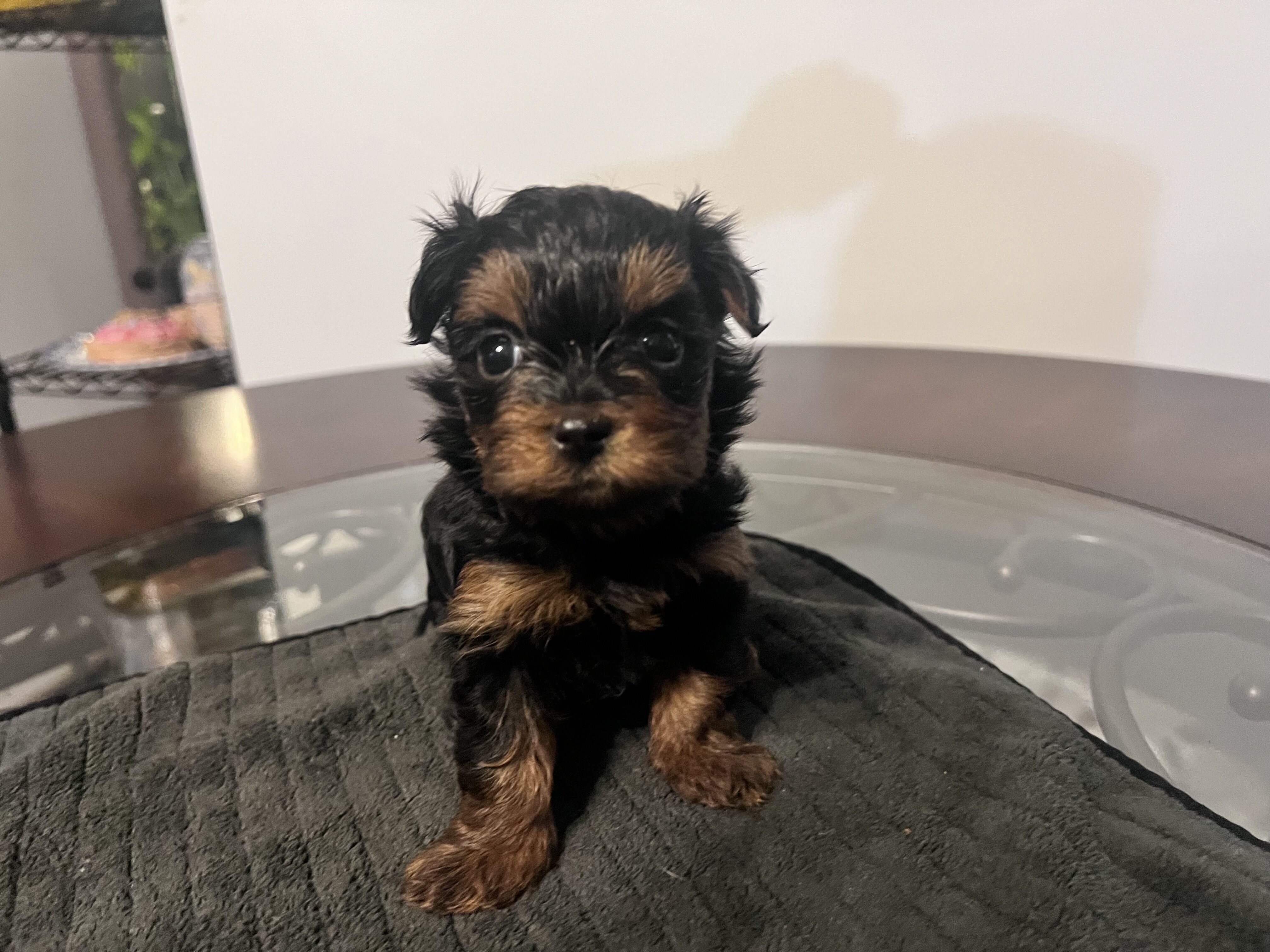 Yorkipoo puppies image 9