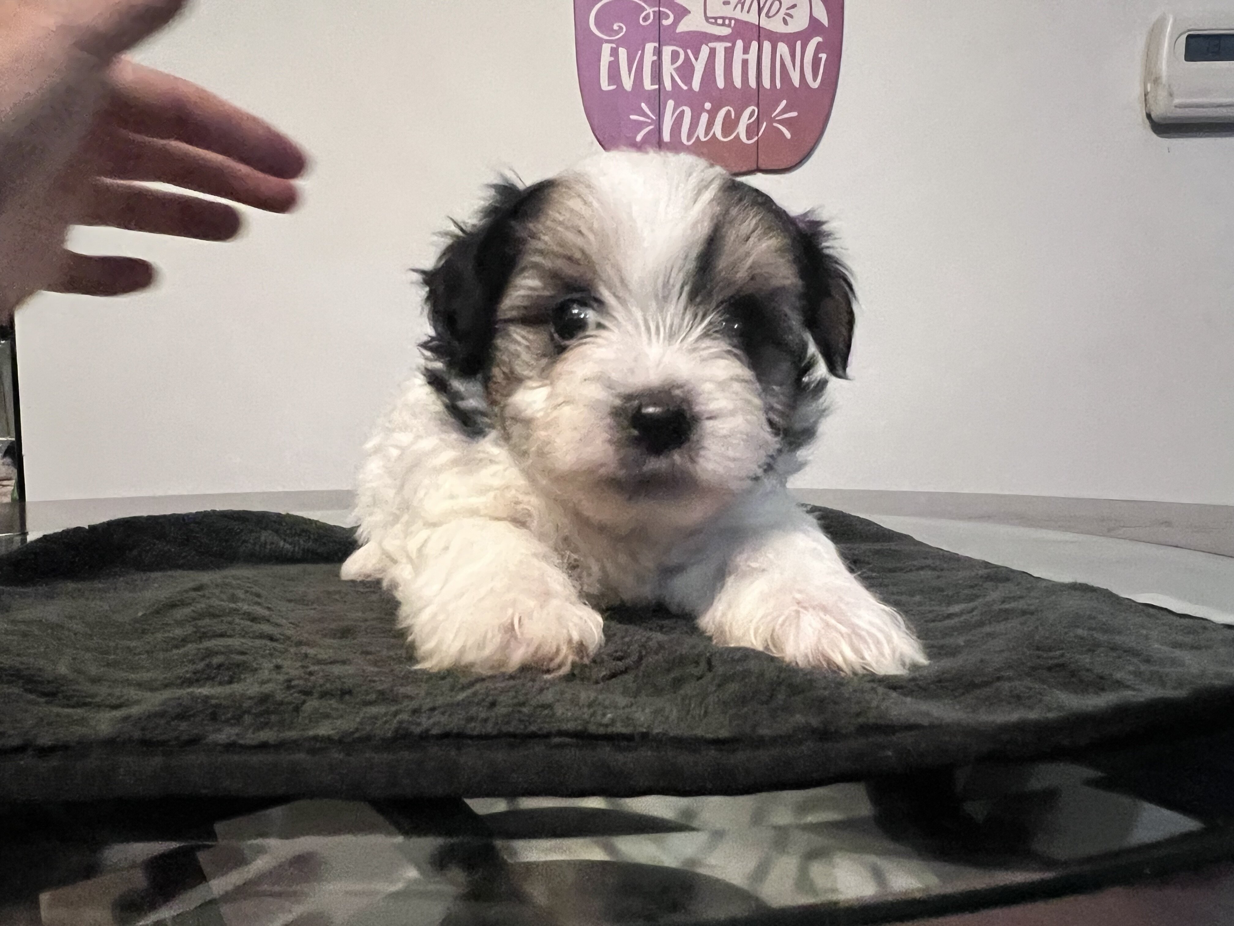 Yorkipoo puppies image 8