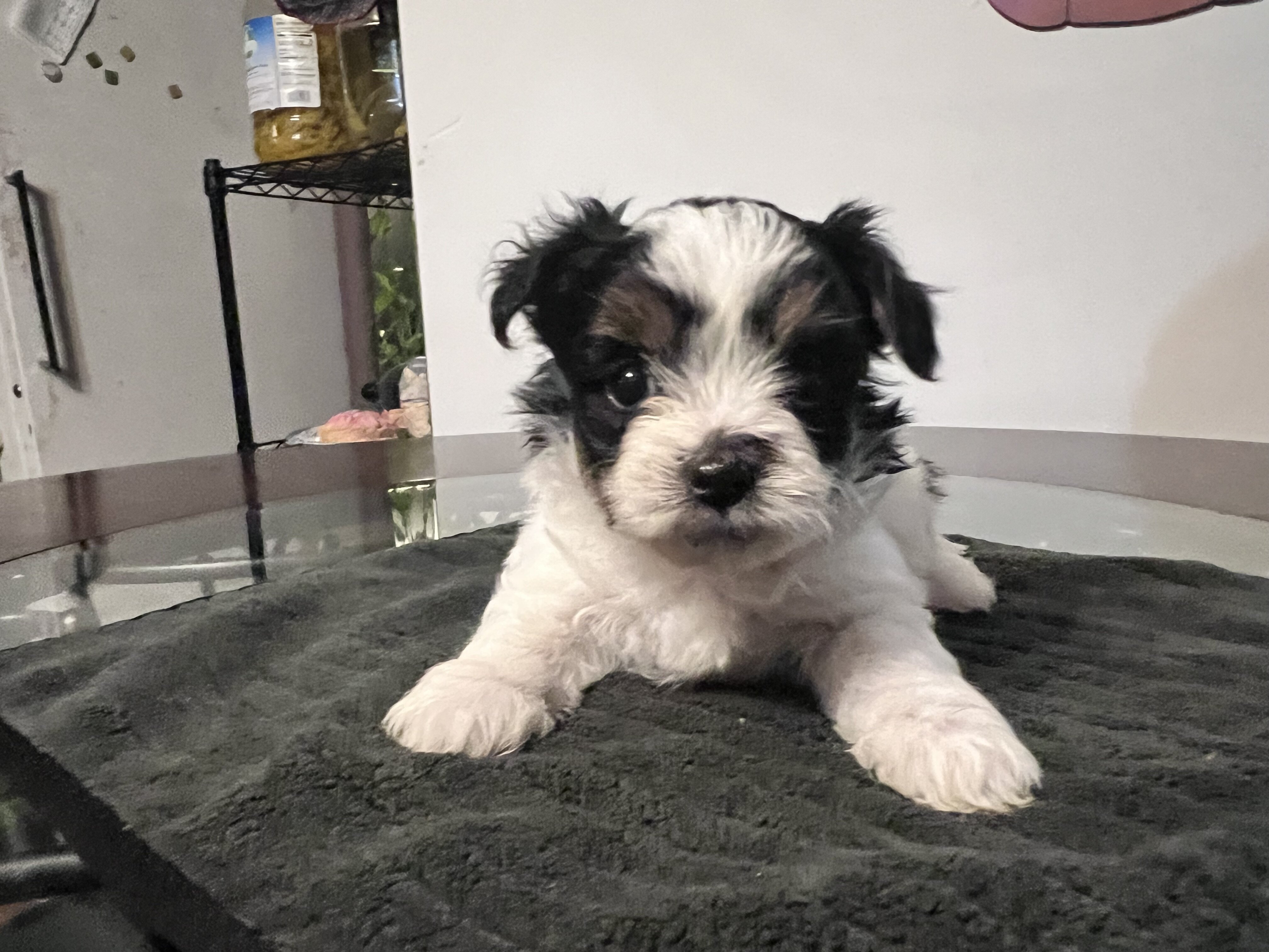 Yorkipoo puppies image 7