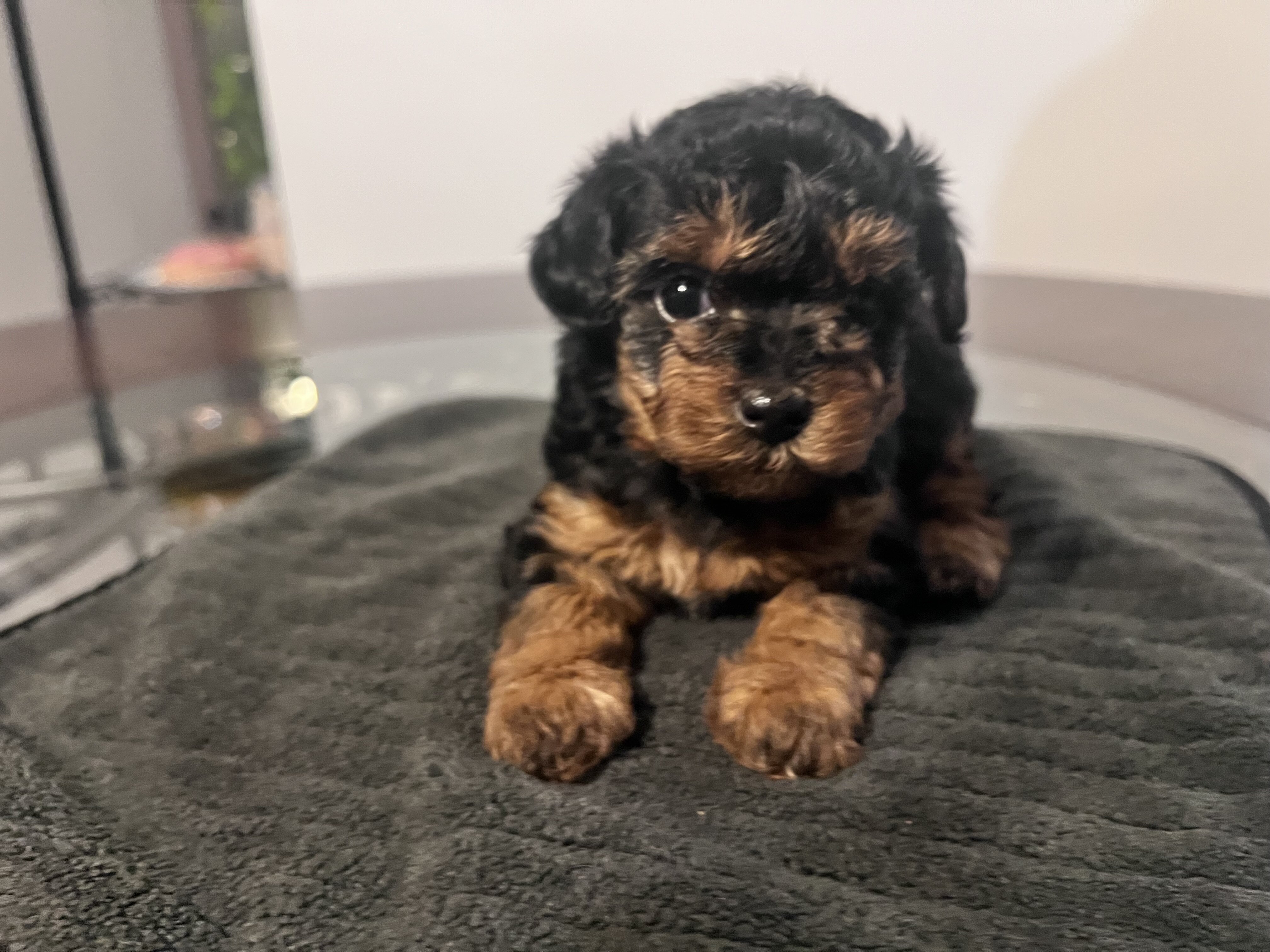 Yorkipoo puppies image 6