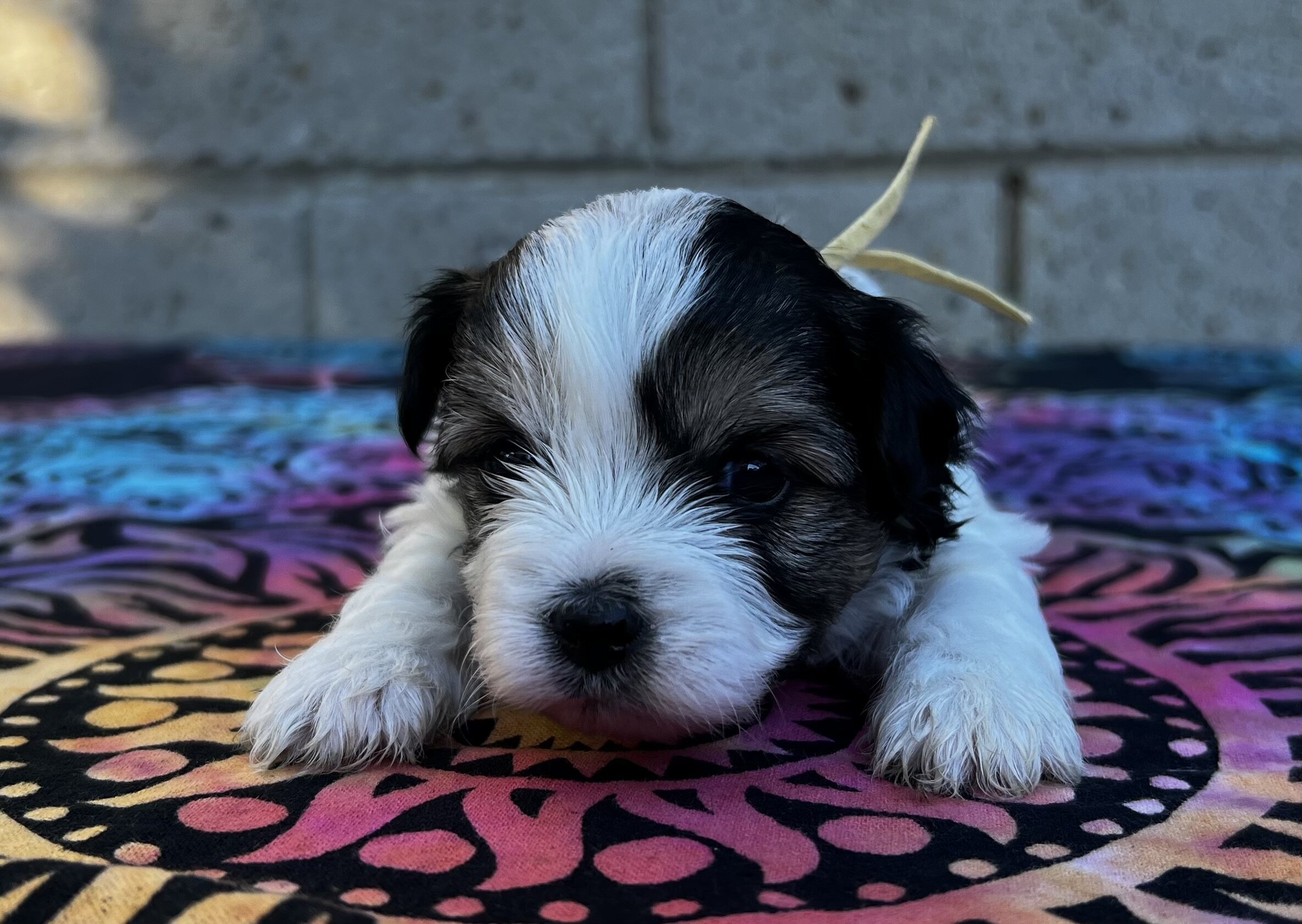 Yorkipoo puppies image 1