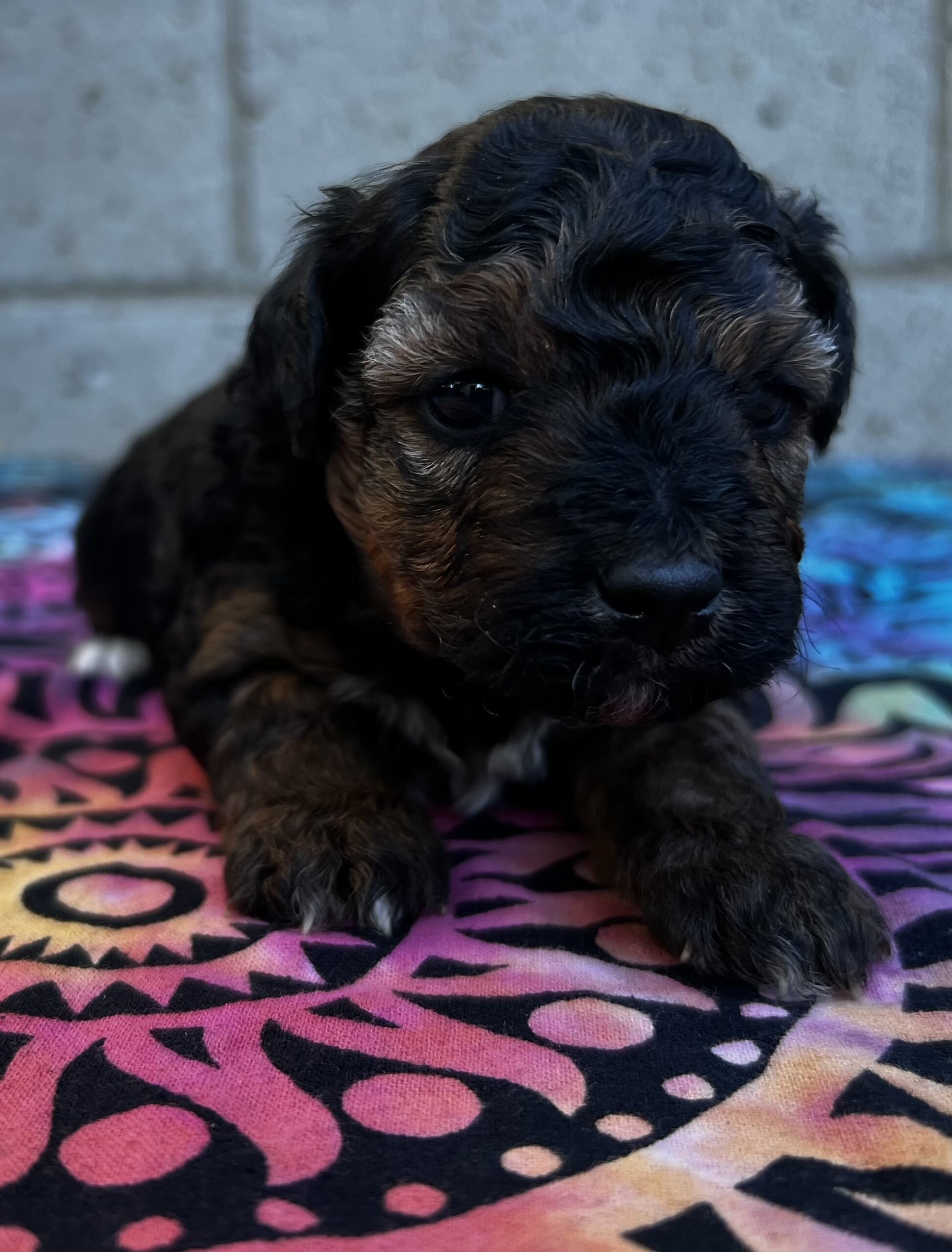 Yorkipoo puppies image 2