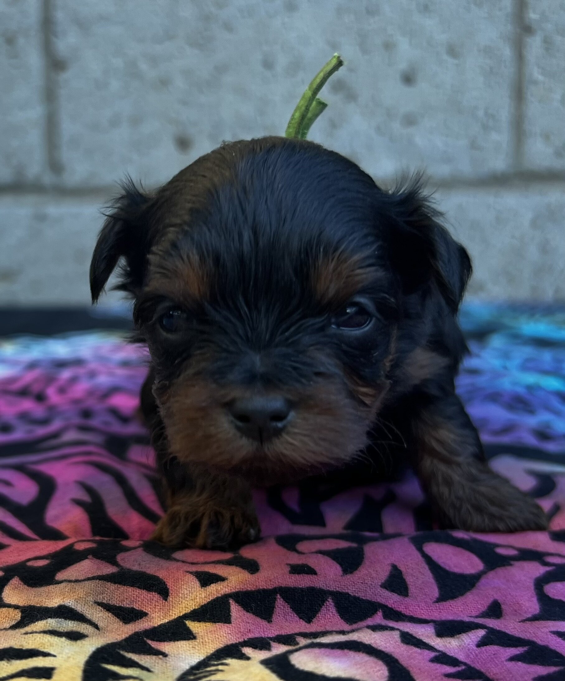 Yorkipoo puppies image 3