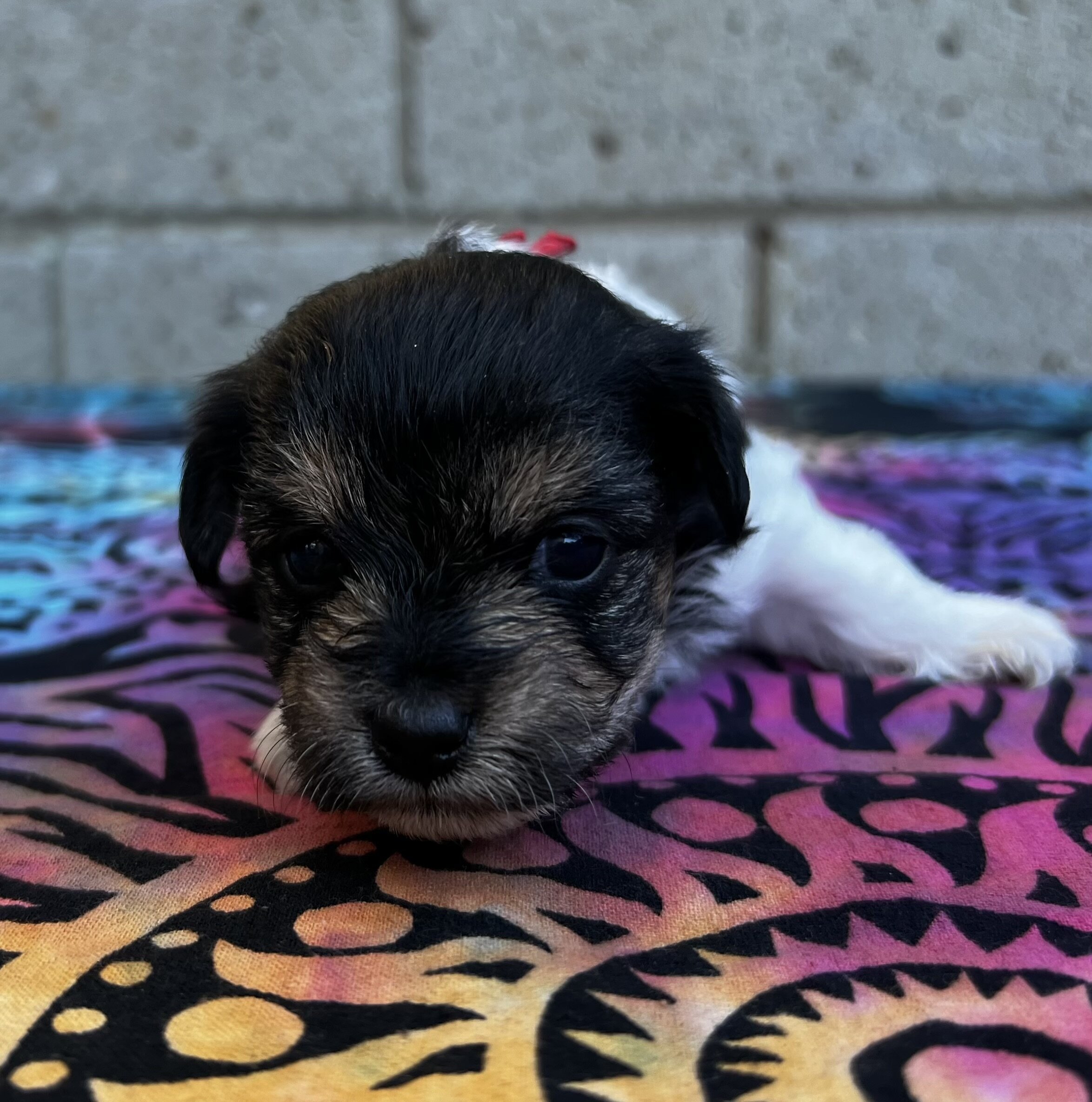 Yorkipoo puppies image 4