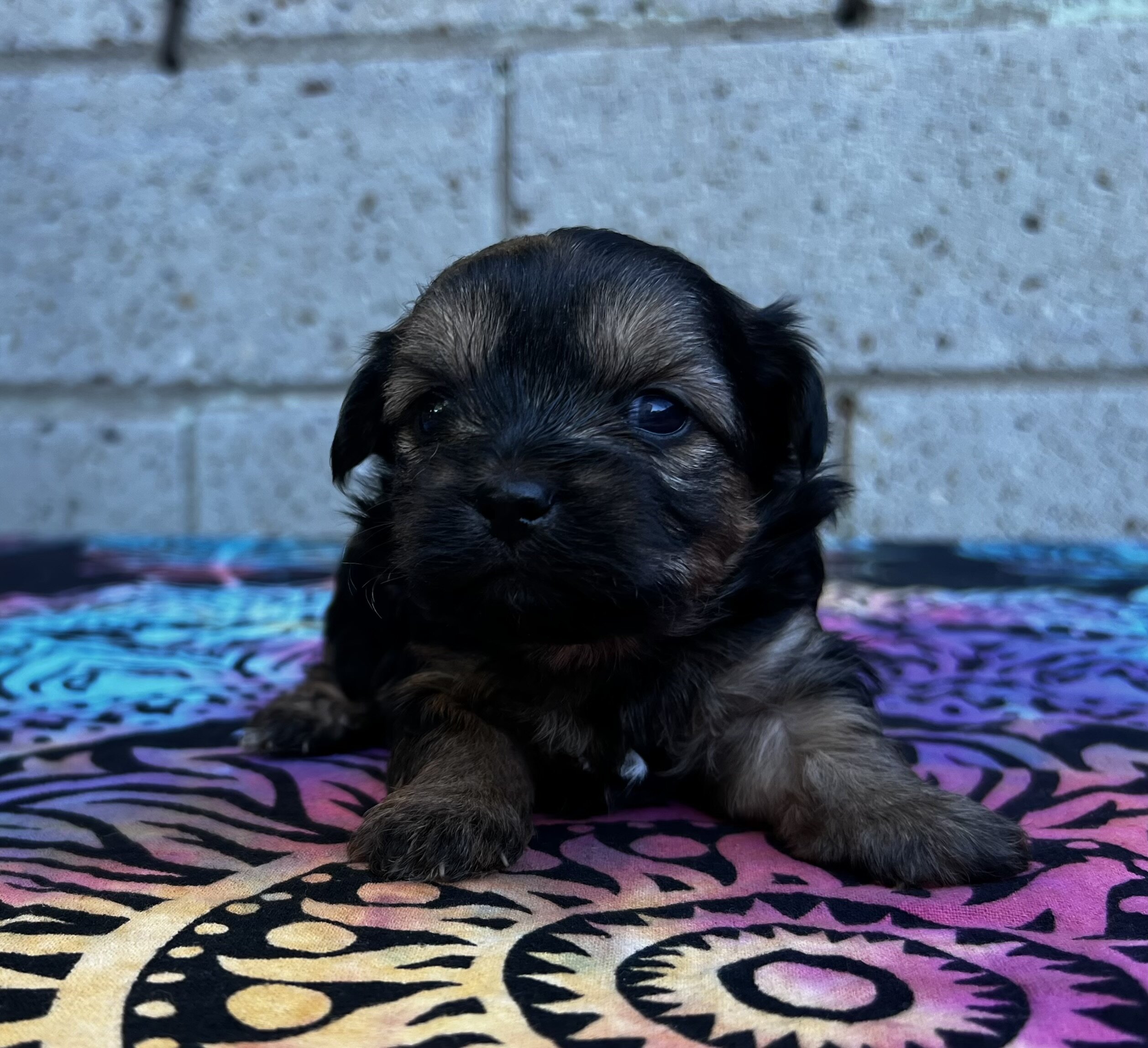 Yorkipoo puppies image 5