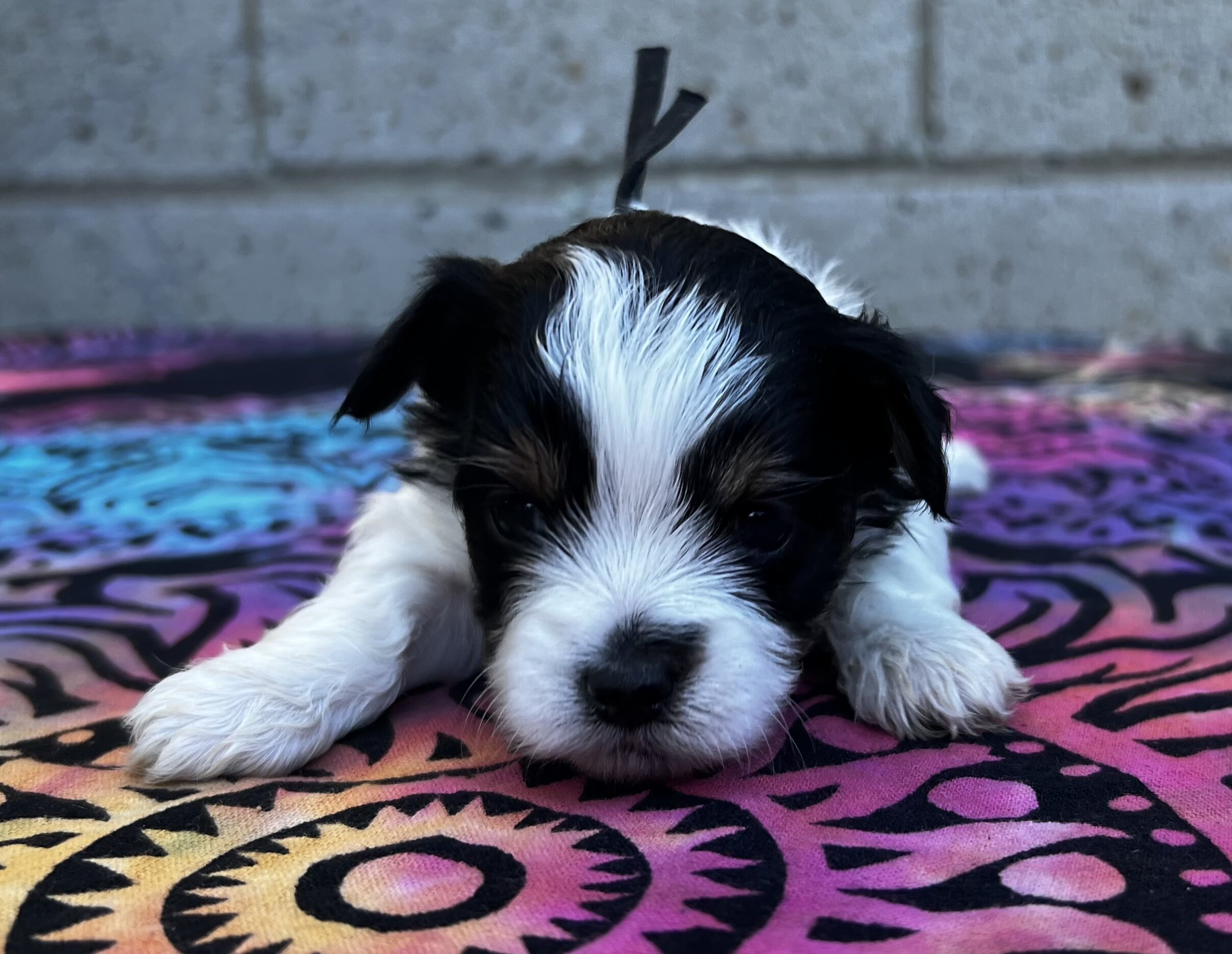 Yorkipoo puppies image 6