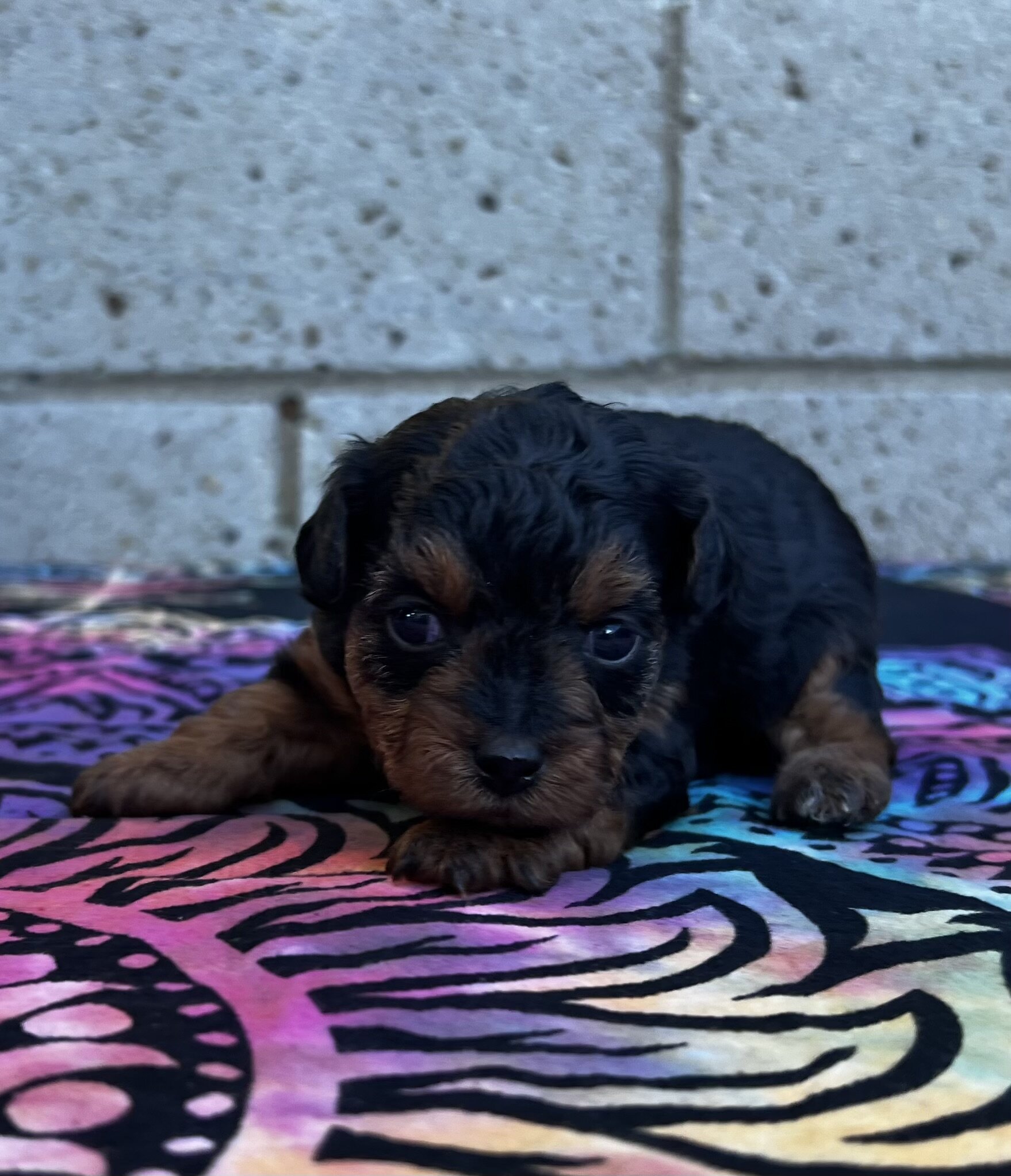 Yorkipoo puppies image 7